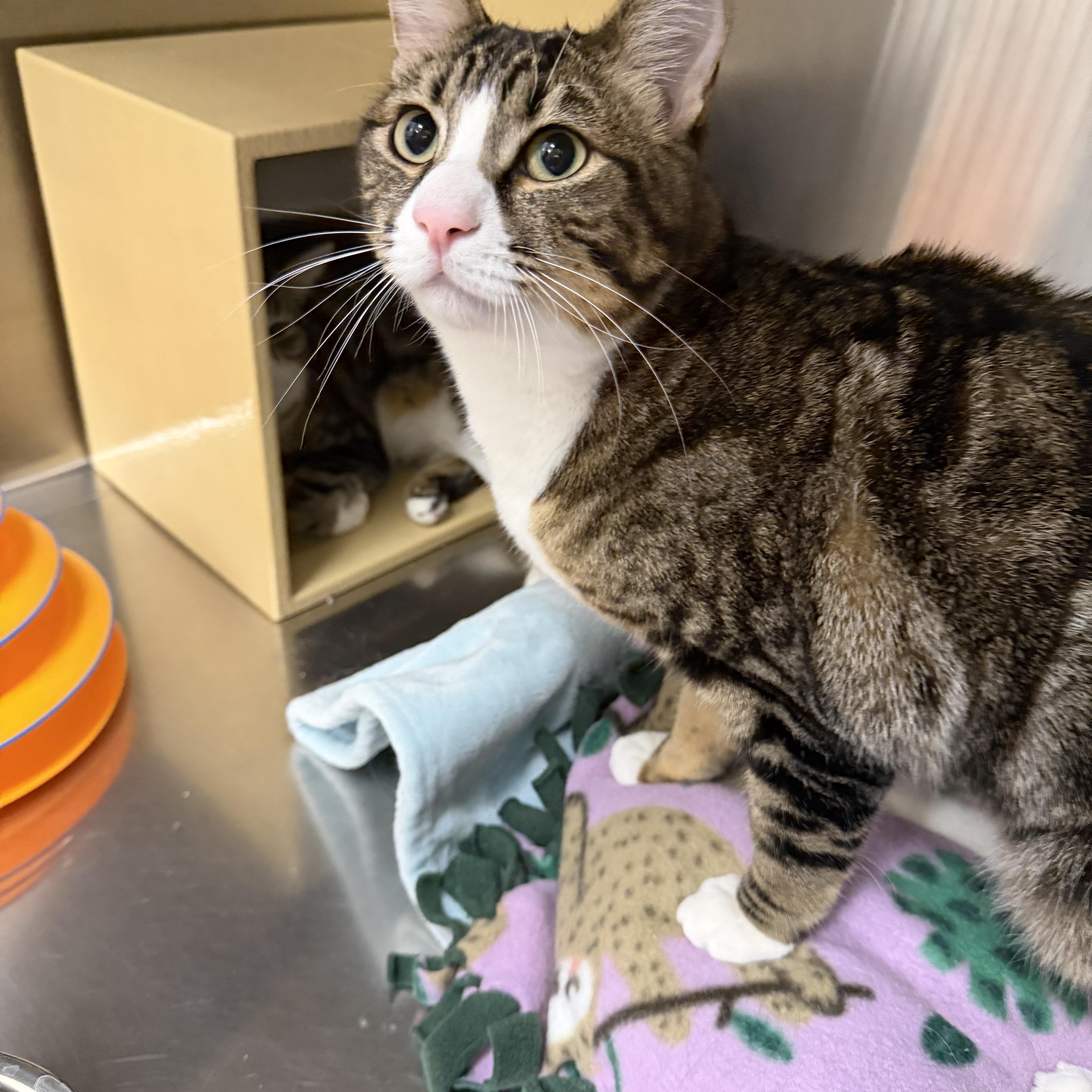 Enlarge Archer, an adoptable Domestic Short Hair in Chandler, AZ image 3/4