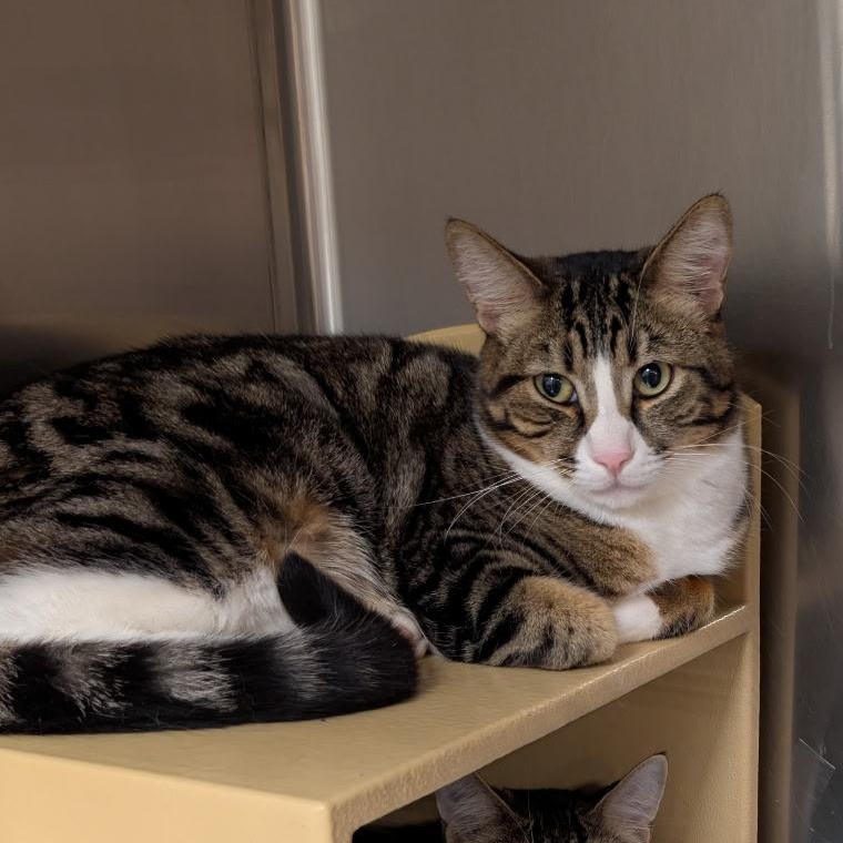 Enlarge Archer, an adoptable Domestic Short Hair in Chandler, AZ image 2/4