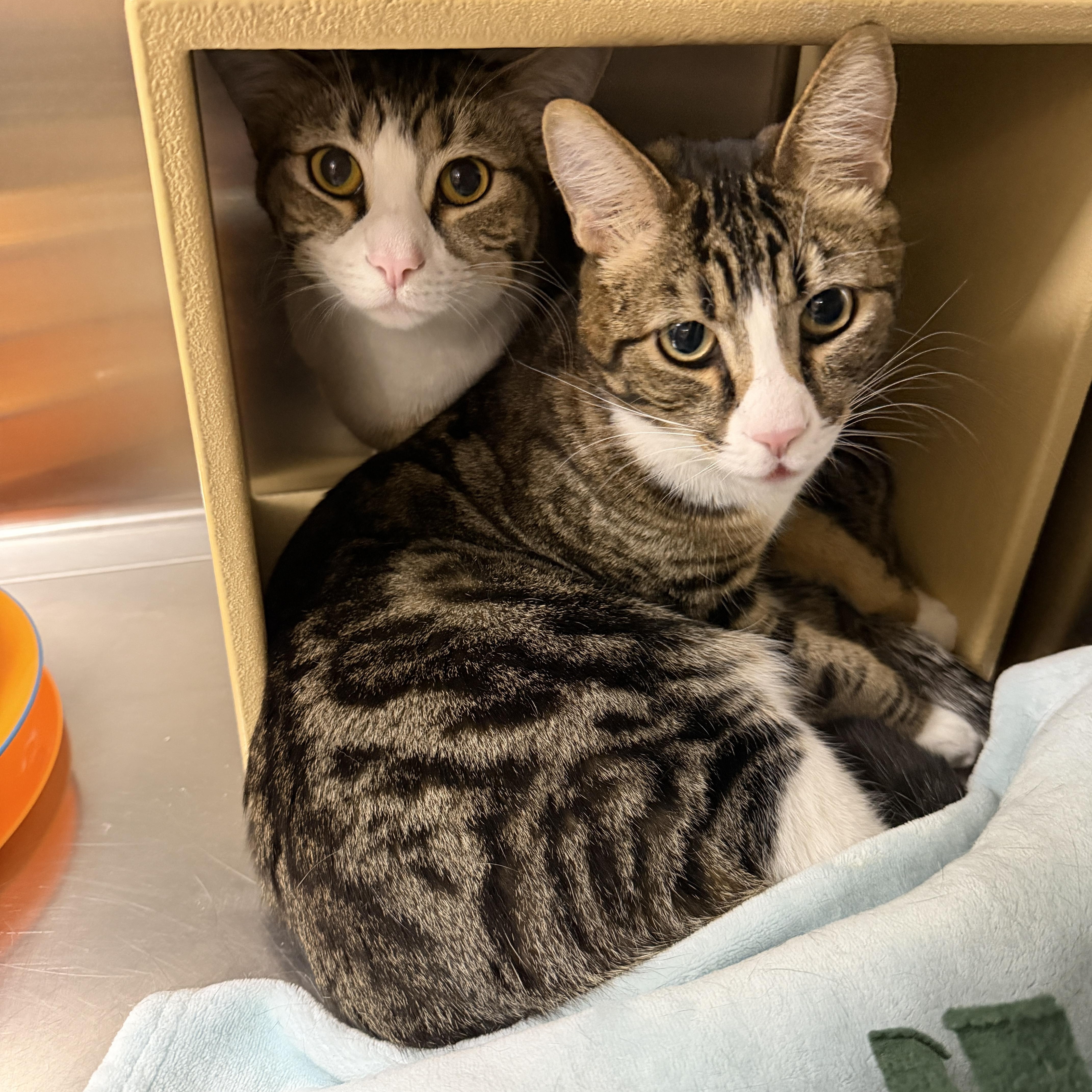 Enlarge Archer, an adoptable Domestic Short Hair in Chandler, AZ image 4/4