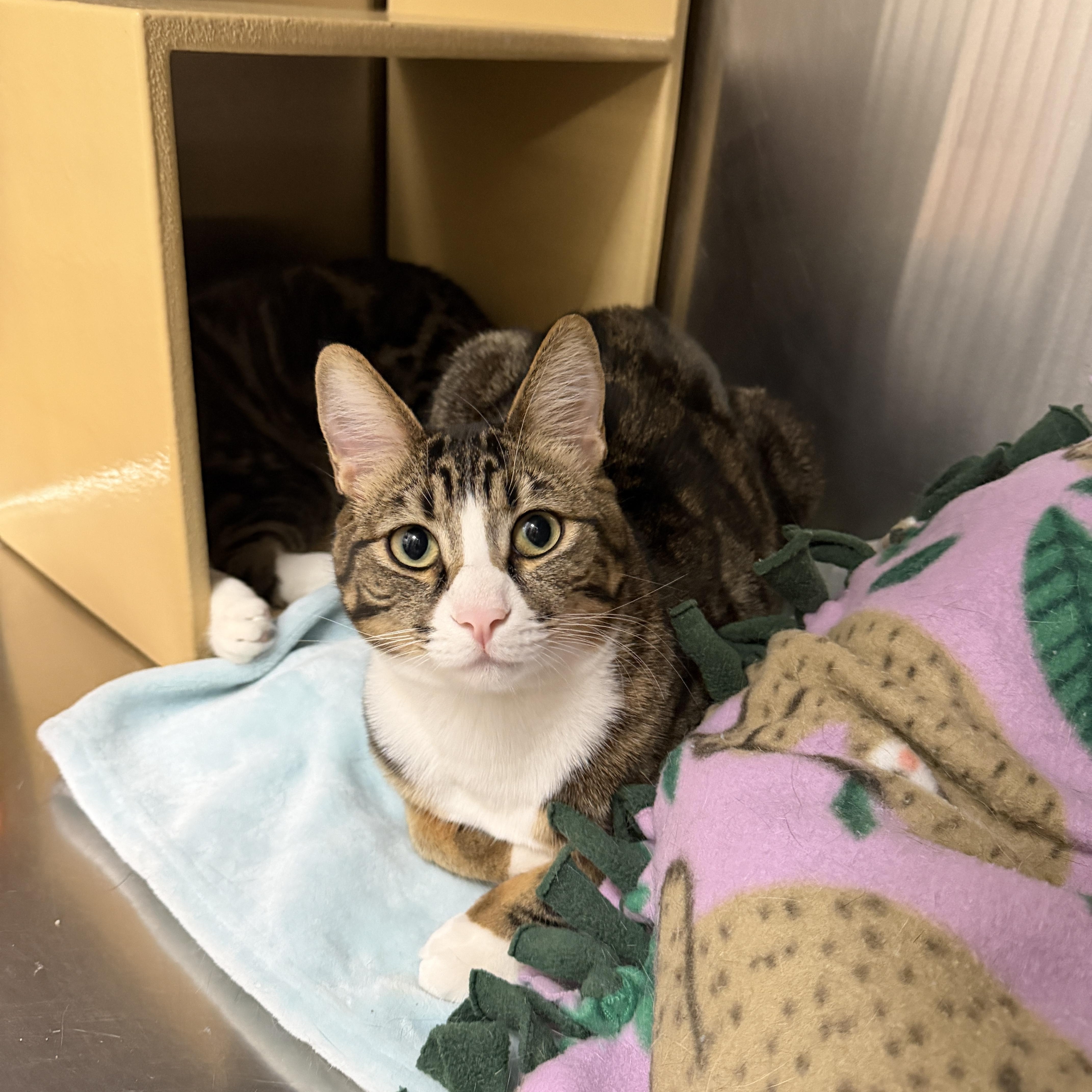 Archer, adoptable, Kitten Male Domestic Short Hair.