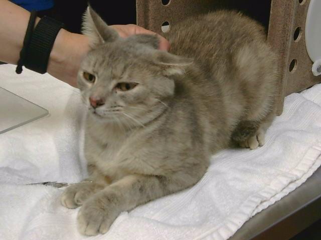 Enlarge FANCY, a Adoptable Domestic Short Hair in Cookeville, TN image 1/1