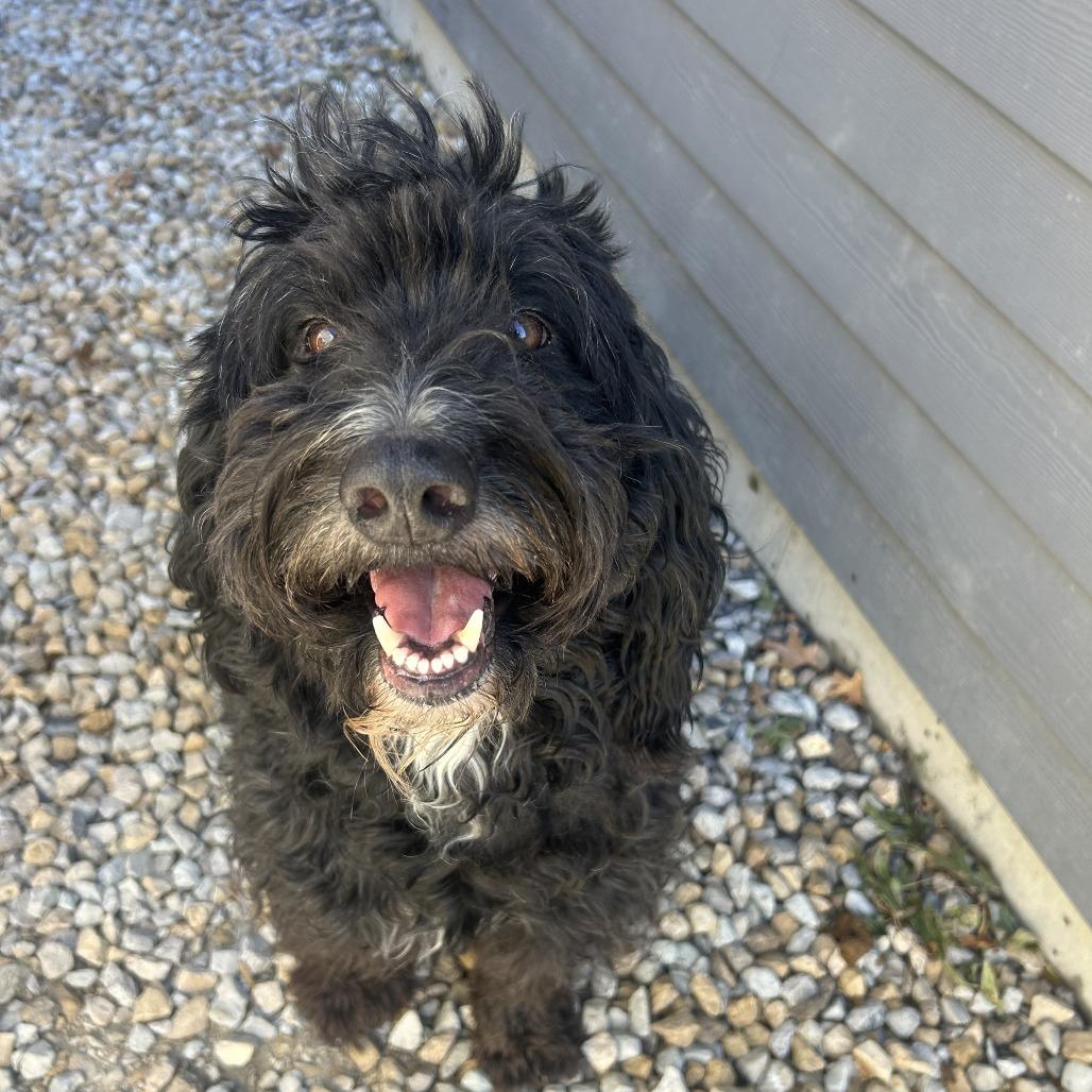 Enlarge Toby, a Adoptable Poodle in St. Louis, MO image 1/5