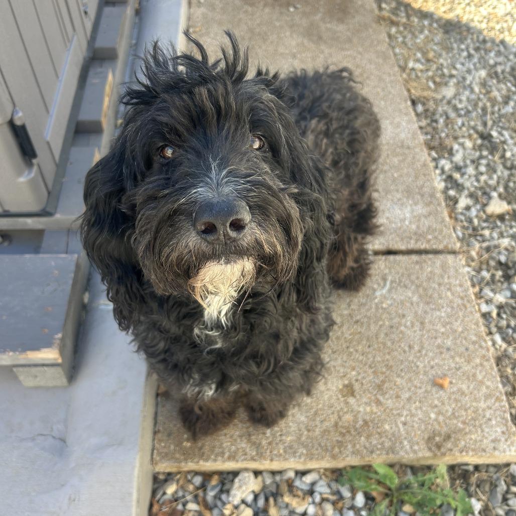 Enlarge Toby, a Adoptable Poodle in St. Louis, MO image 2/5