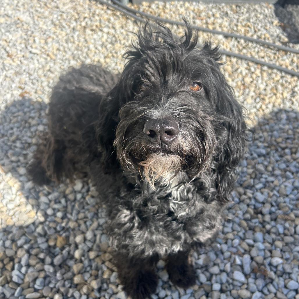 Enlarge Toby, a Adoptable Poodle in St. Louis, MO image 3/5