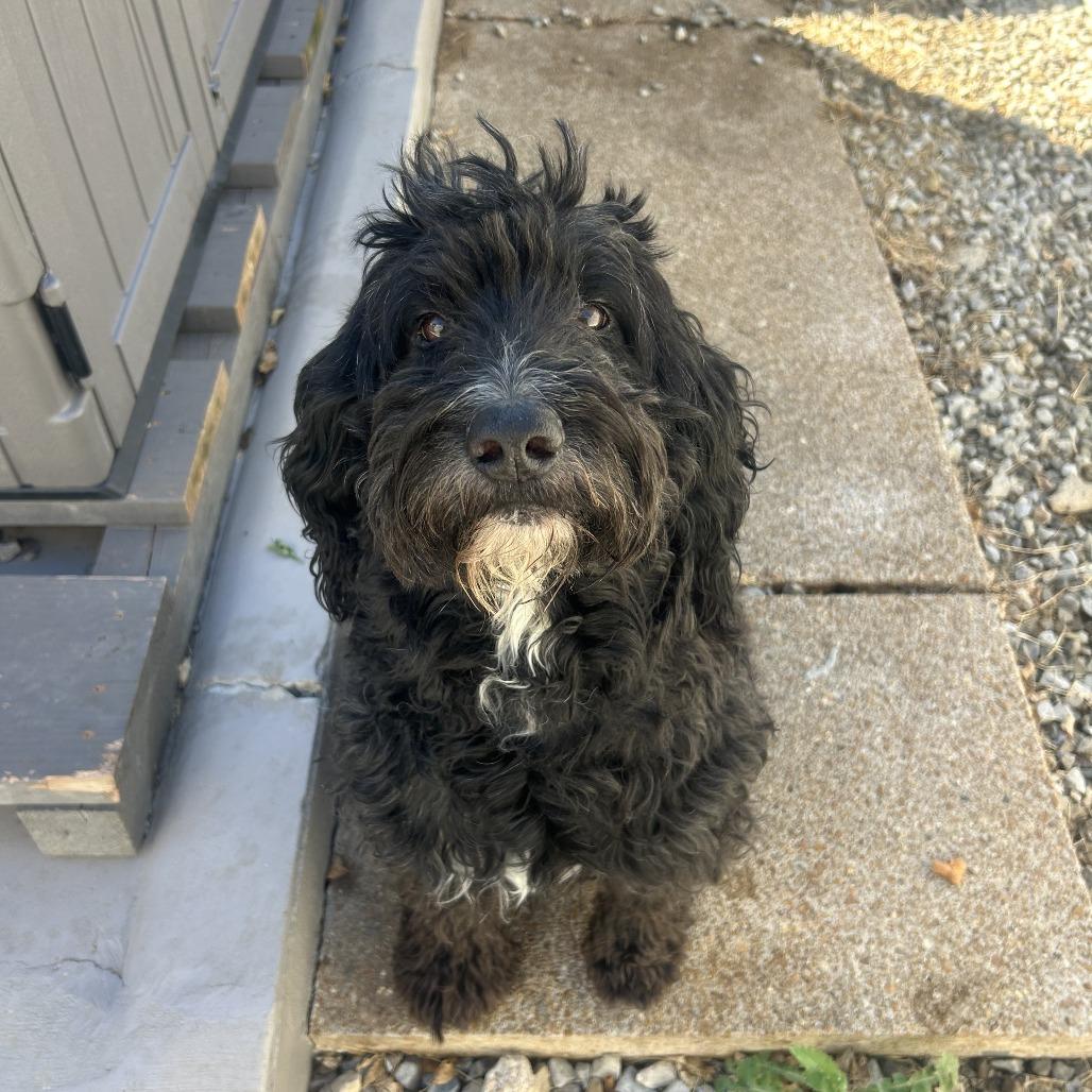 Enlarge Toby, a Adoptable Poodle in St. Louis, MO image 4/5