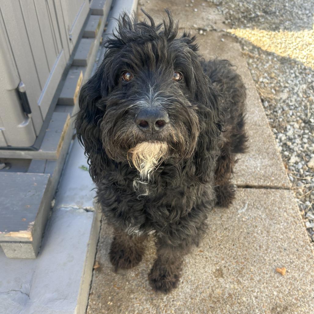 Enlarge Toby, a Adoptable Poodle in St. Louis, MO image 5/5