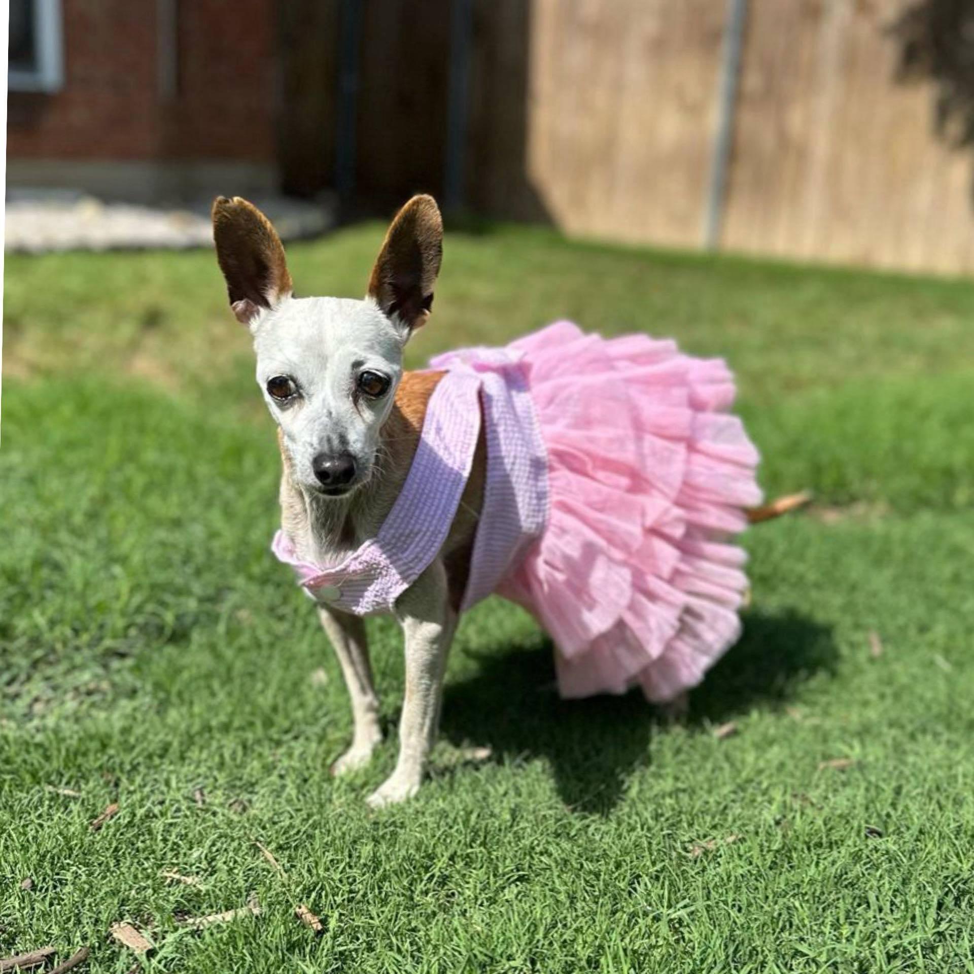 Honey Bear, Senior Female unknown