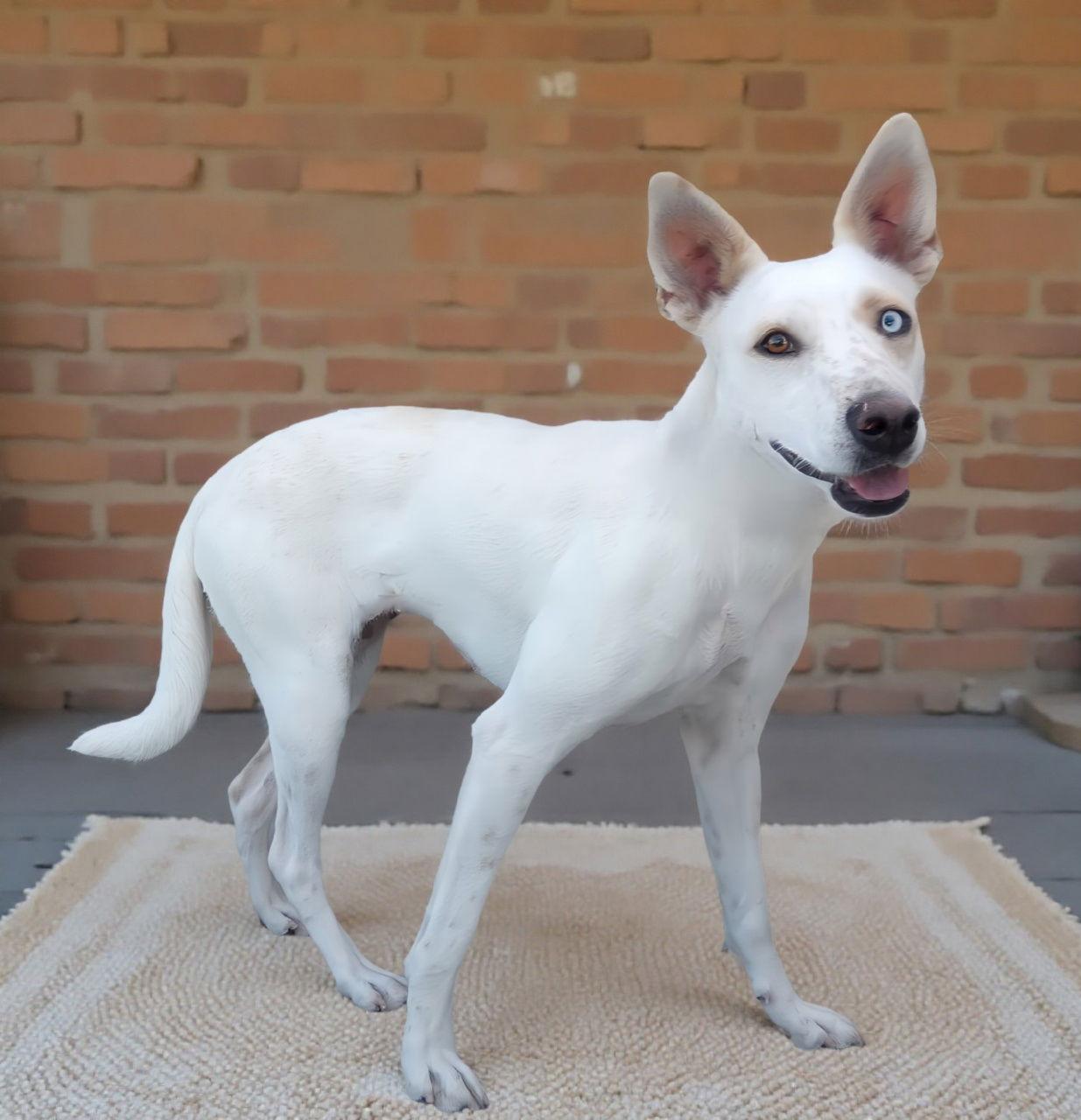 WINDY, Adoptable, Adult Female Husky.