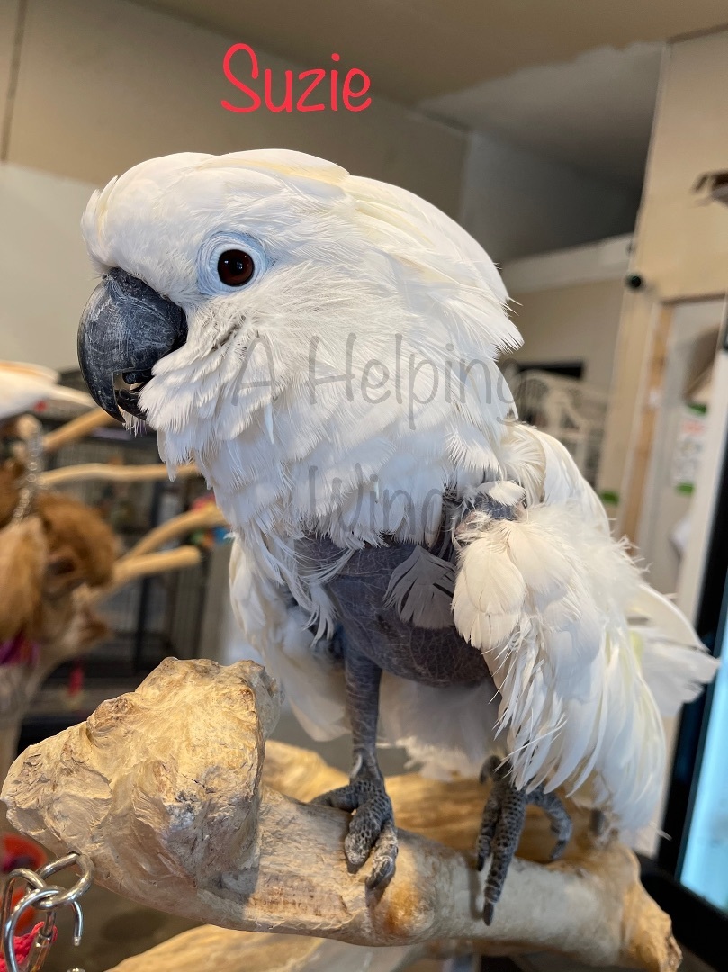 Parrot for adoption Suzie, a Cockatoo in Blairstown, NJ Petfinder