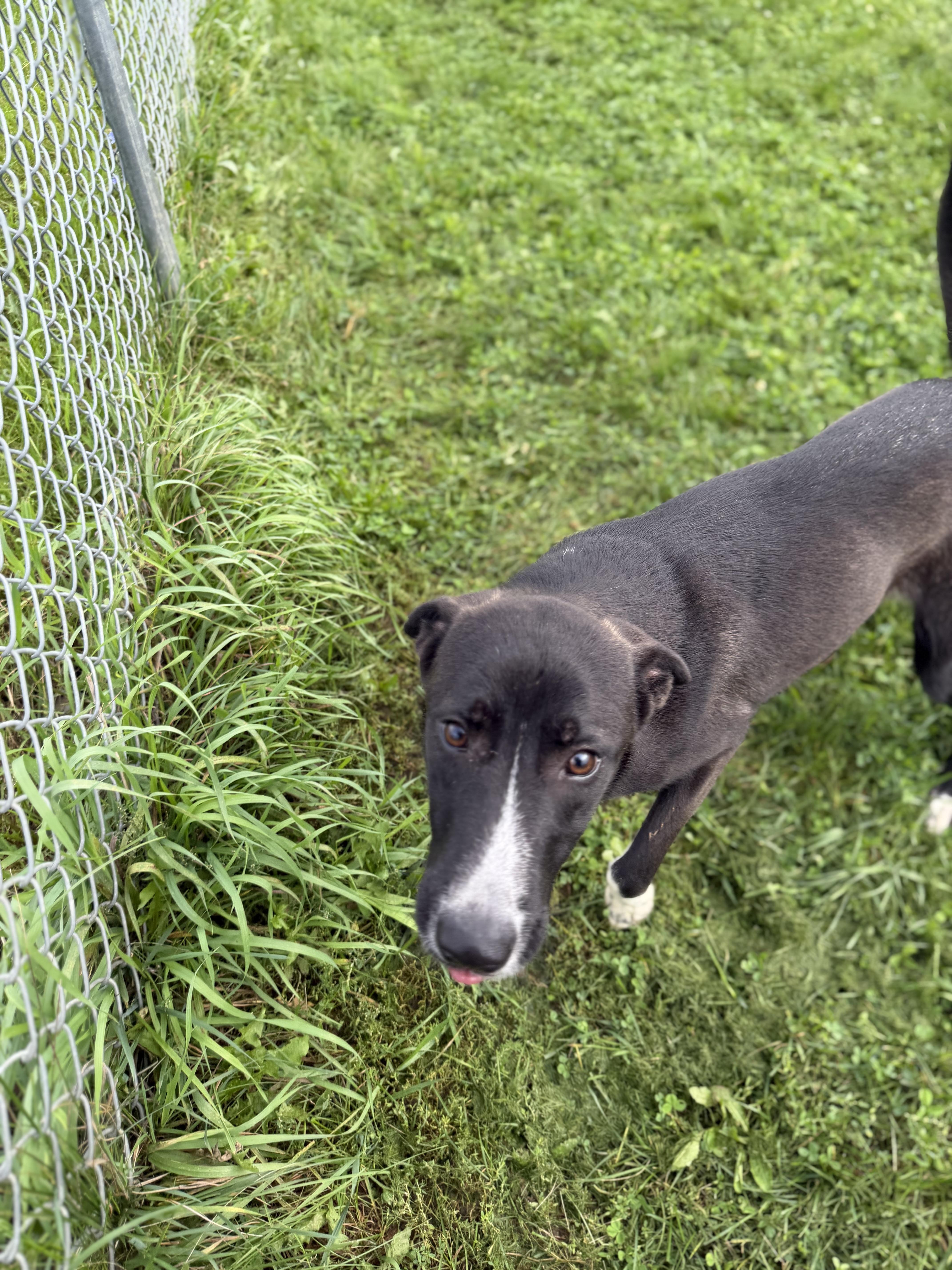 Robin, Adoptable, Adult Female Labrador Retriever.