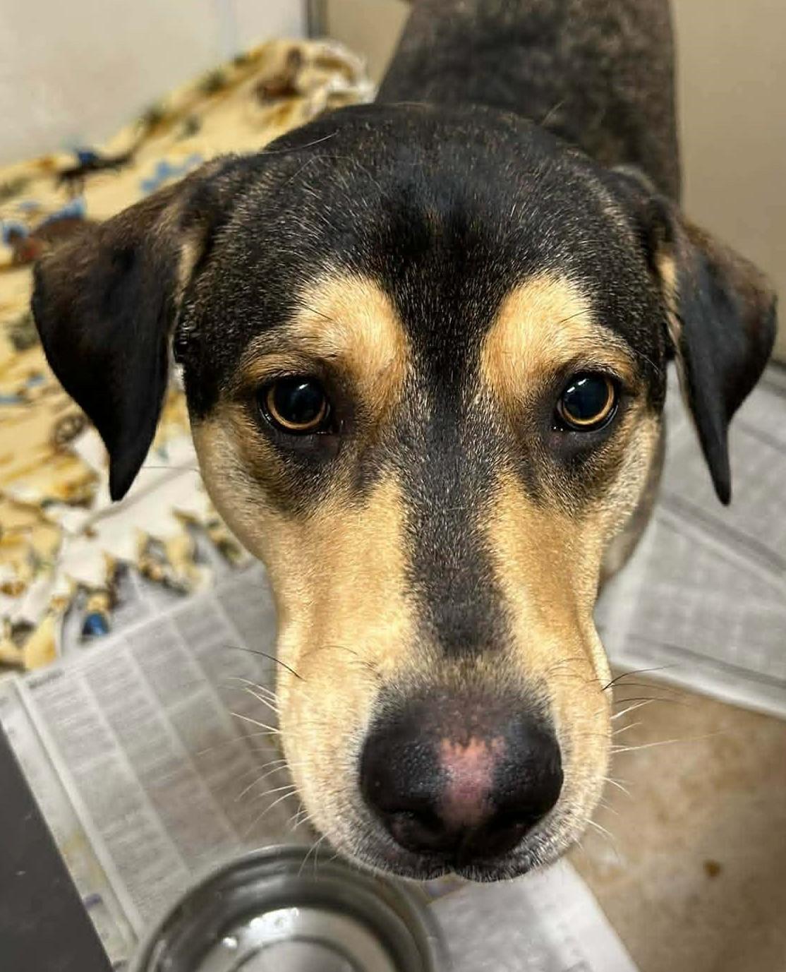 Enlarge Halee, a ADOPTABLE mixed breed in Tama, IA image 1/1