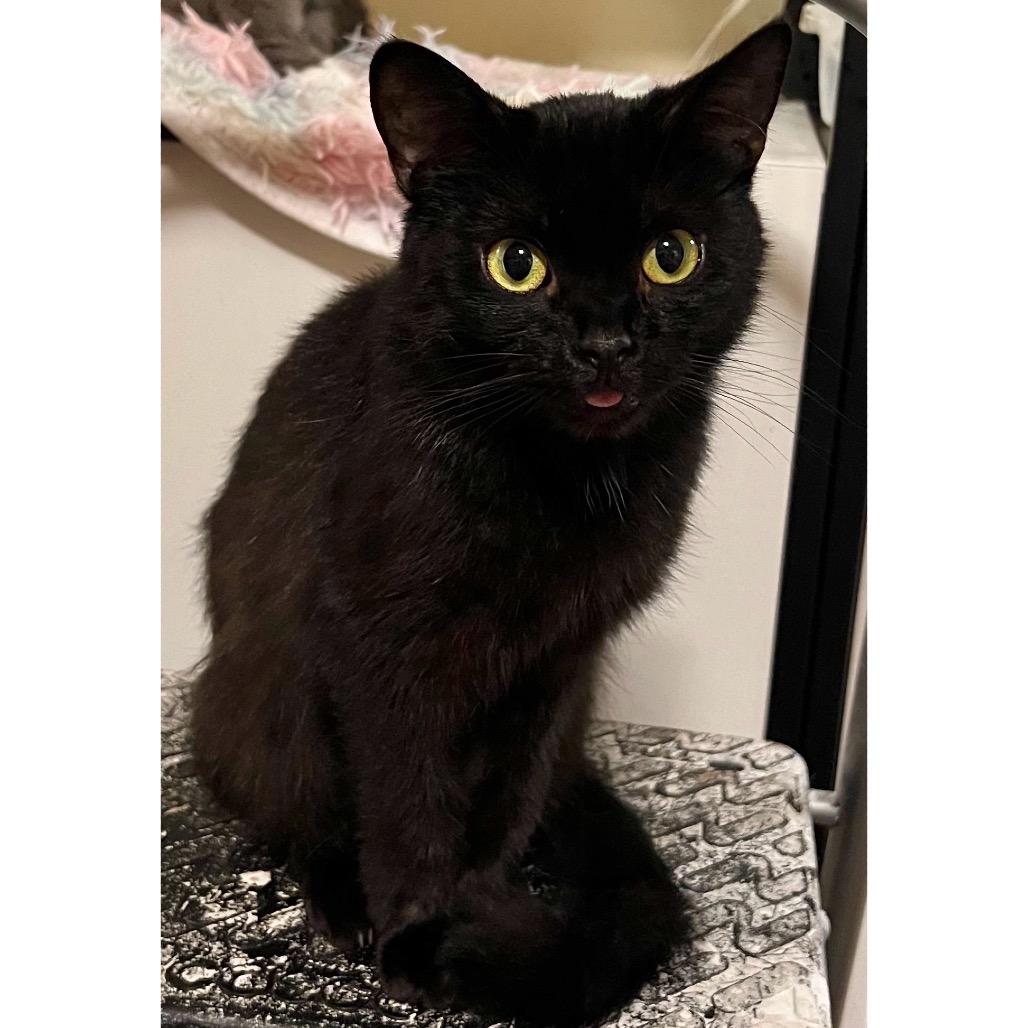 Enlarge Poe, a Adoptable Domestic Short Hair in Bloomington, IN image 1/1