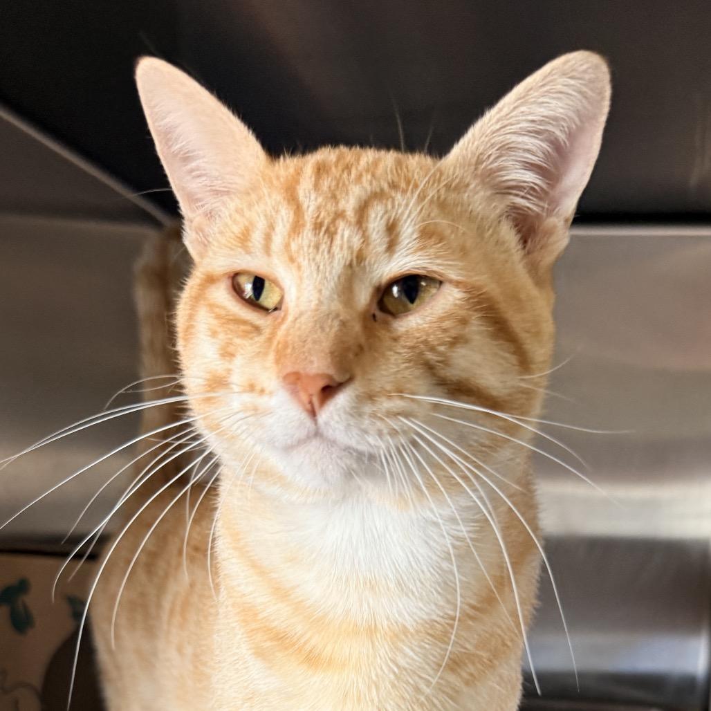 Enlarge The Lorax, a Adoptable Domestic Short Hair in Palm Springs, CA image 1/5