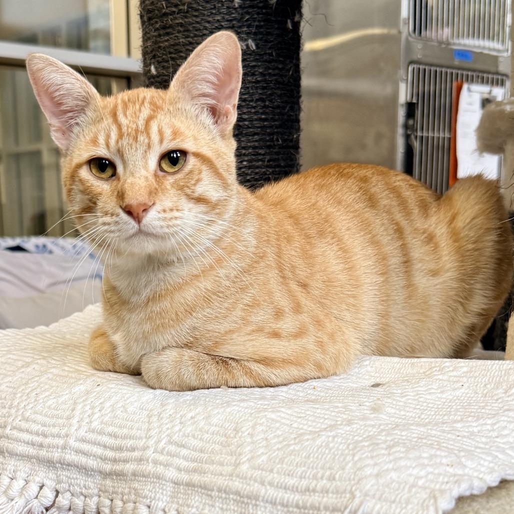 Enlarge The Lorax, a Adoptable Domestic Short Hair in Palm Springs, CA image 2/5