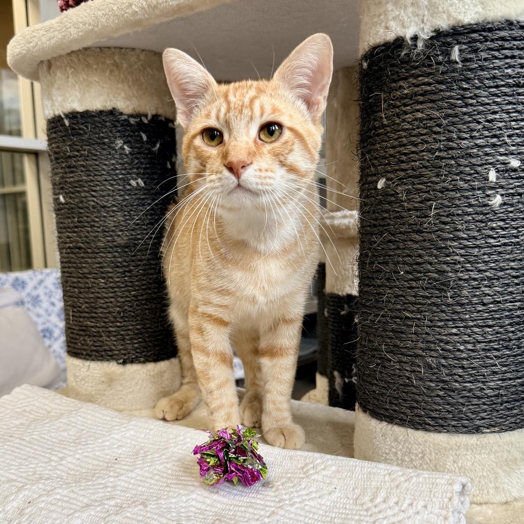 Enlarge The Lorax, a Adoptable Domestic Short Hair in Palm Springs, CA image 3/5
