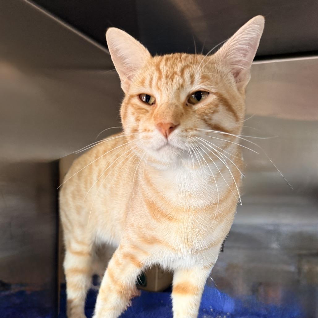 Enlarge The Lorax, a Adoptable Domestic Short Hair in Palm Springs, CA image 4/5