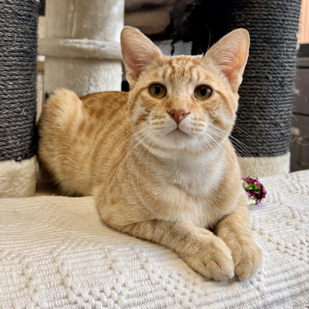 Enlarge The Lorax, a Adoptable Domestic Short Hair in Palm Springs, CA image 5/5