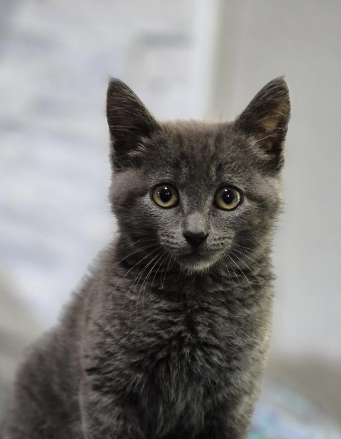 Iris, Adoptable, Kitten Female Domestic Short Hair.