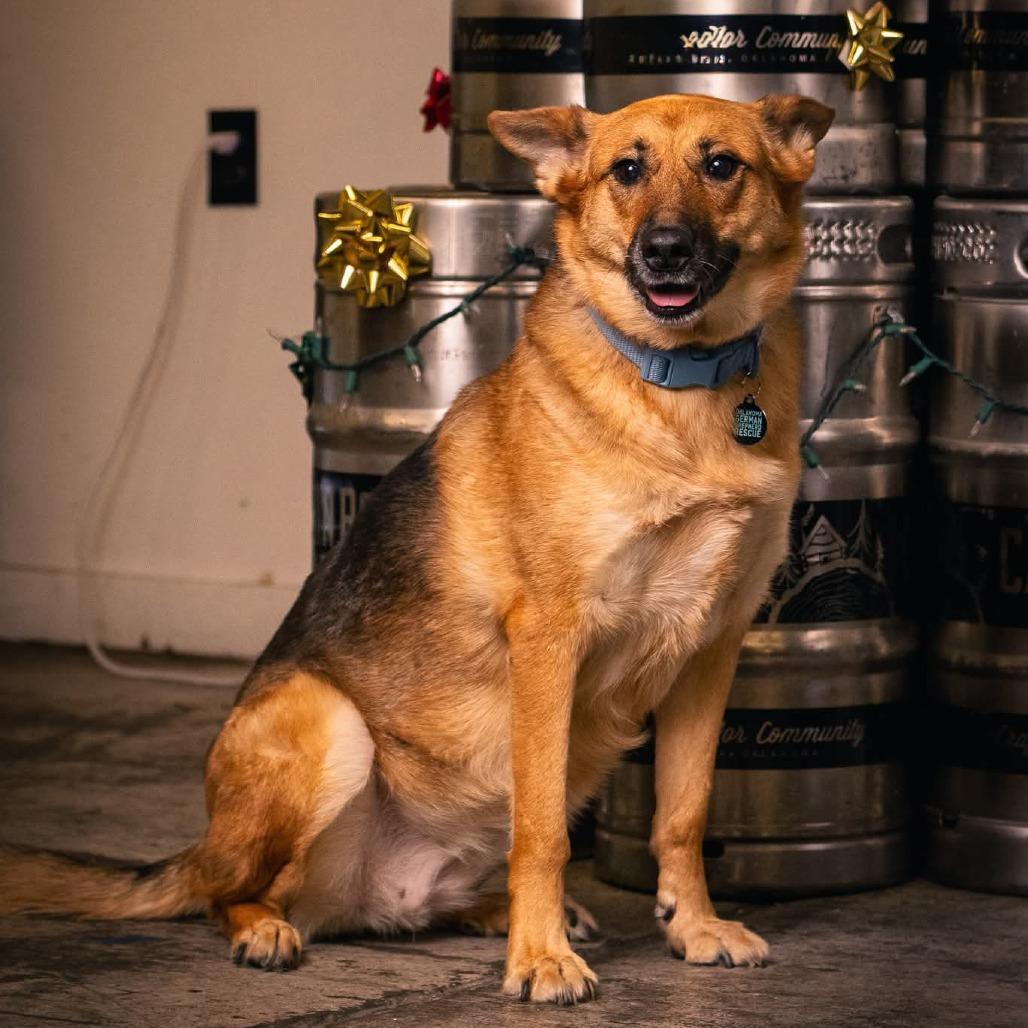 Robyn, Adoptable, Adult Female German Shepherd Dog.