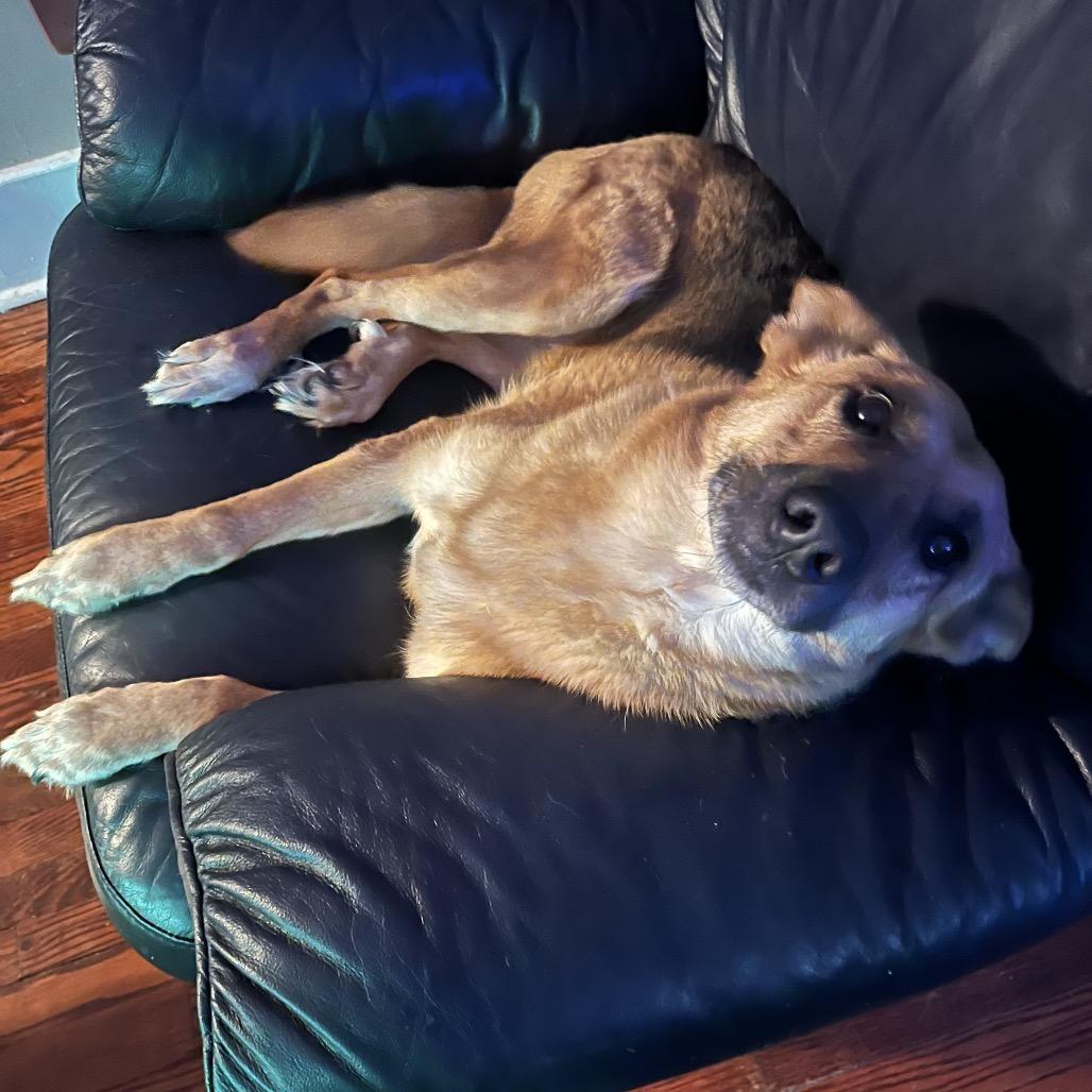 Enlarge Robyn, a Adoptable German Shepherd Dog in Tulsa, OK image 2/6