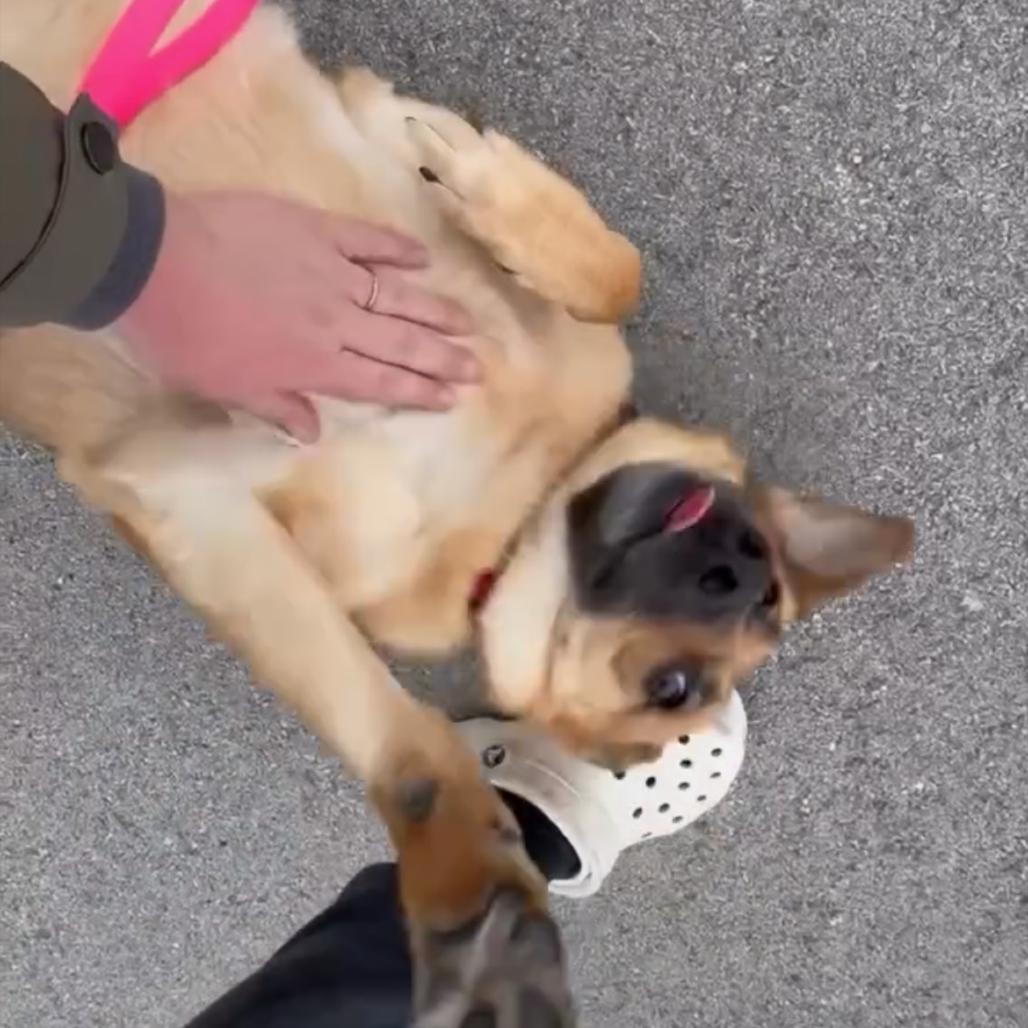 Enlarge Robyn, a Adoptable German Shepherd Dog in Tulsa, OK image 3/6