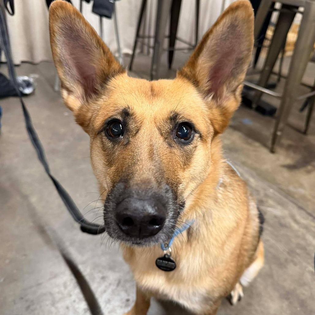 Enlarge Robyn, a Adoptable German Shepherd Dog in Tulsa, OK image 4/6