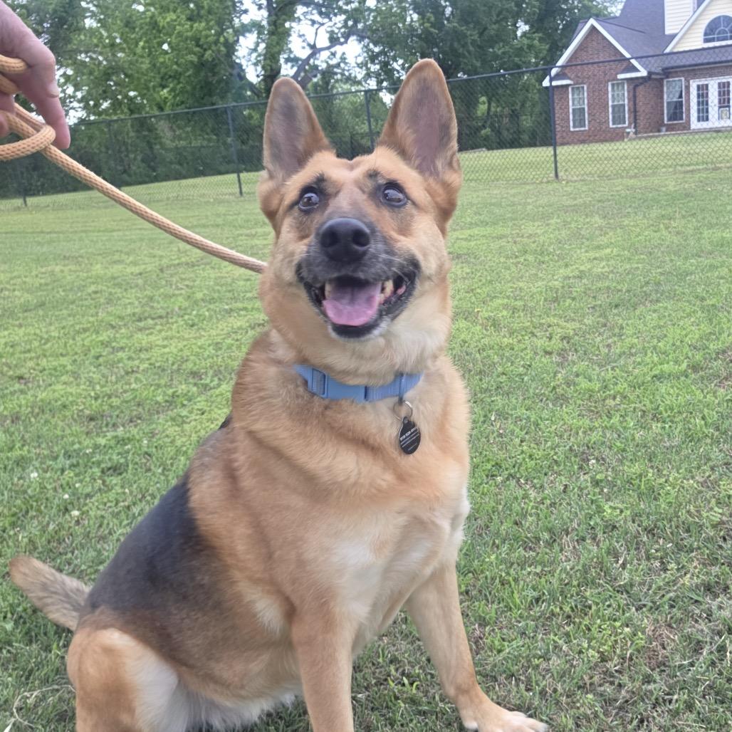 Robyn, a Adoptable German Shepherd Dog in Tulsa, OK image 4/6