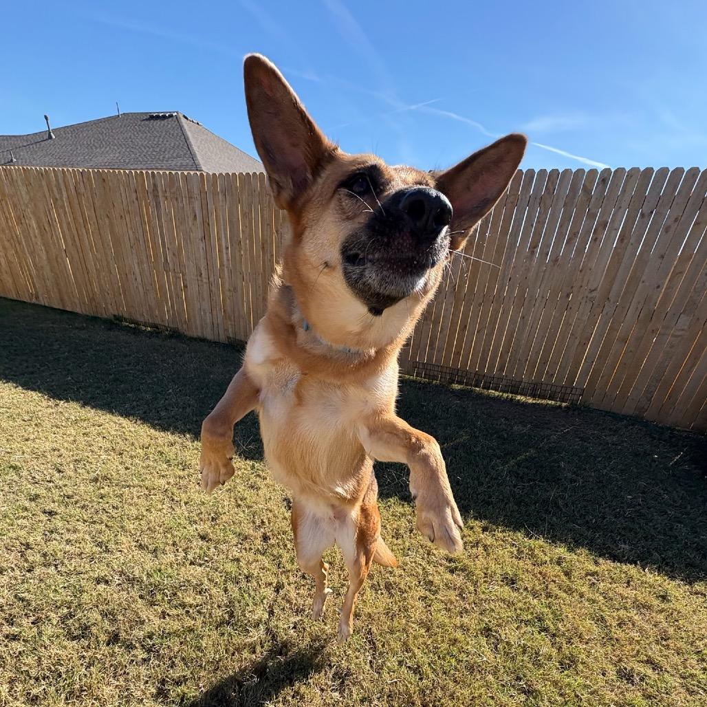 Enlarge Robyn, a Adoptable German Shepherd Dog in Tulsa, OK image 2/2