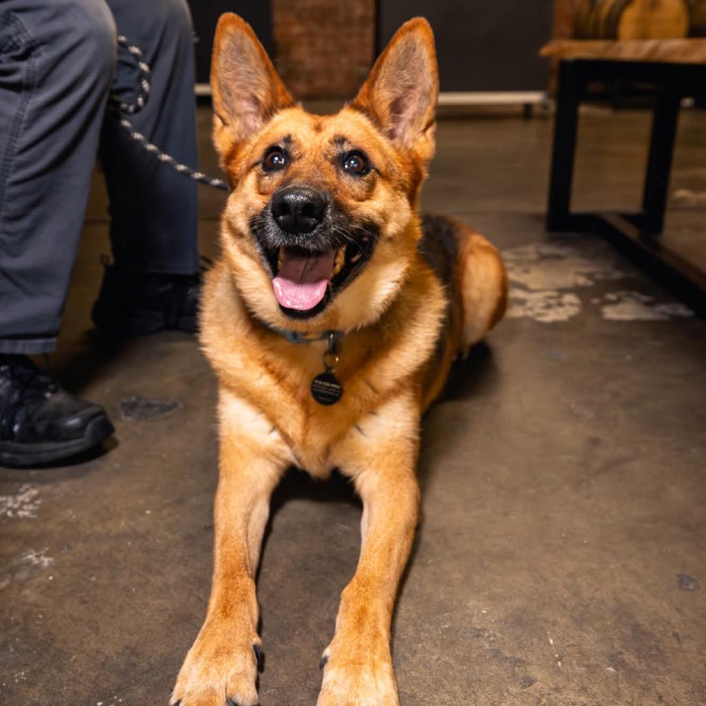 Enlarge Robyn, a Adoptable German Shepherd Dog in Tulsa, OK image 6/6