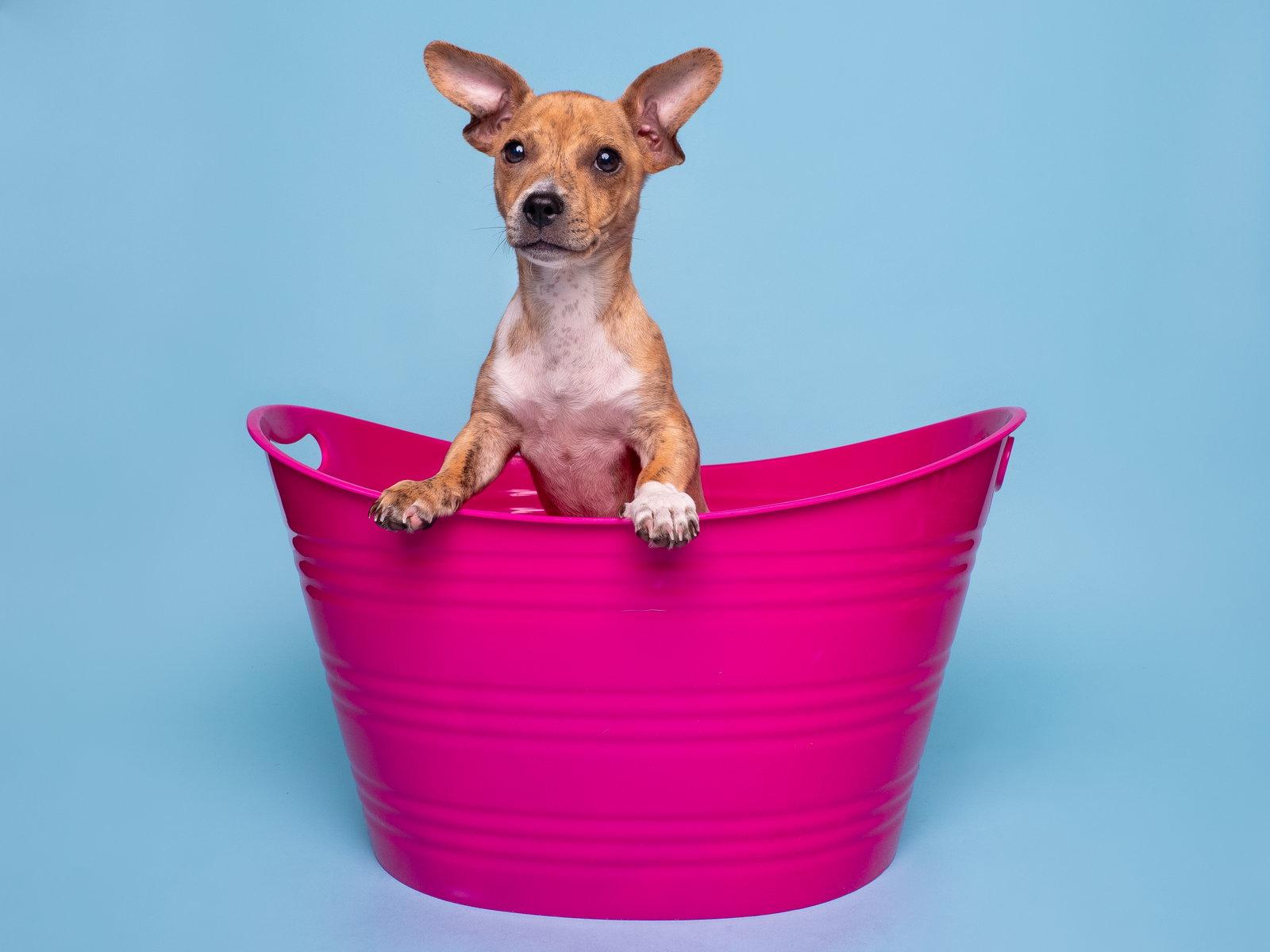 Grocery: Nob Hill, Adoptable, Puppy Male Dachshund.