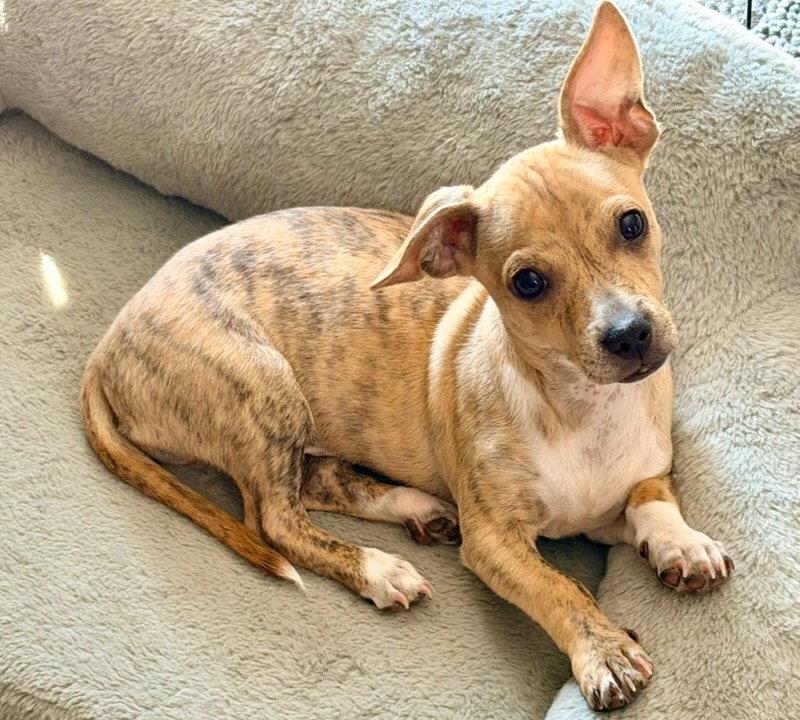 Grocery: Nob Hill, a Adoptable Dachshund in Palo Alto, CA image 2/3