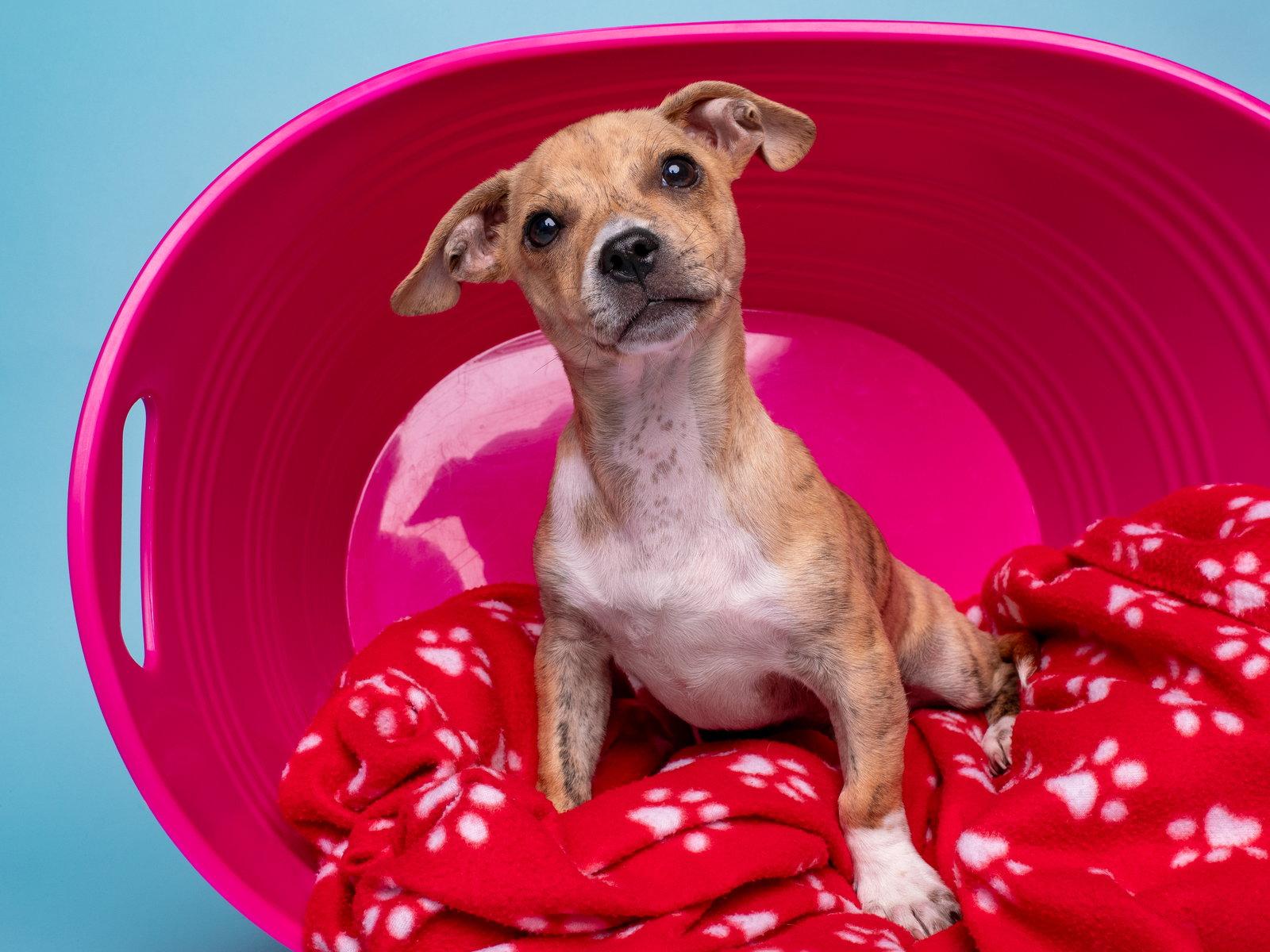 Grocery: Nob Hill, a Adoptable Dachshund in Palo Alto, CA image 3/3