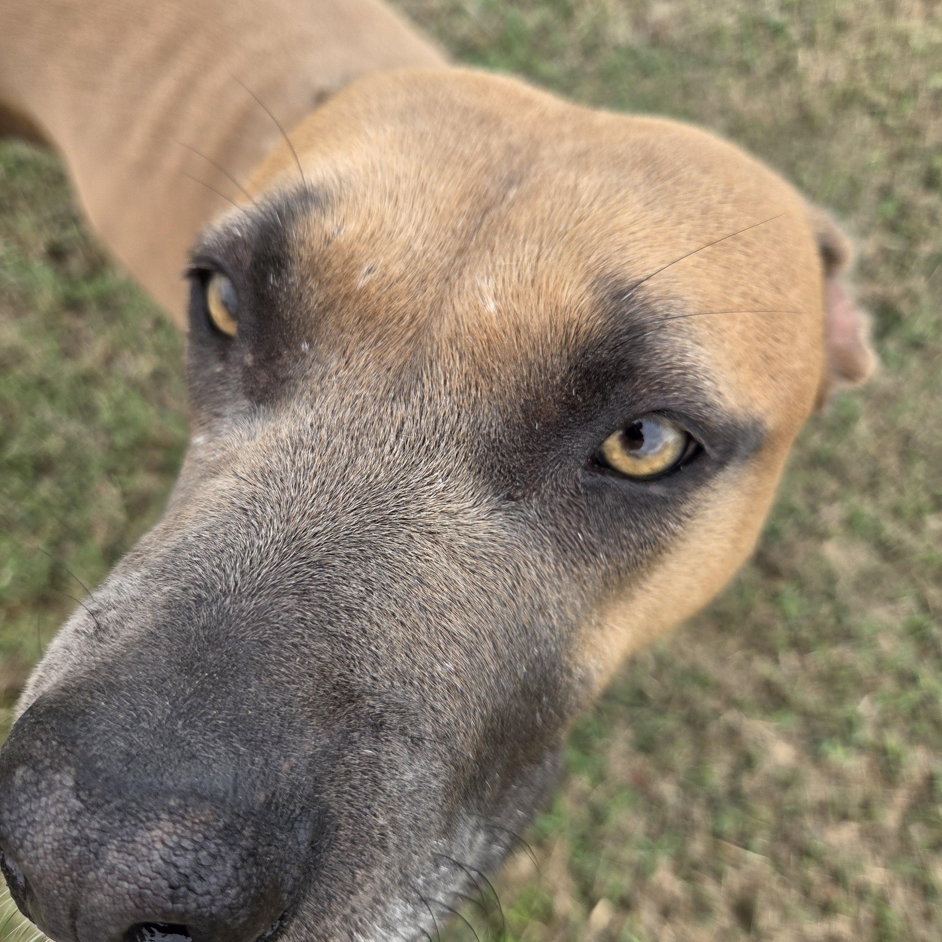 Nova, Adoptable, Adult Female Black Mouth Cur.