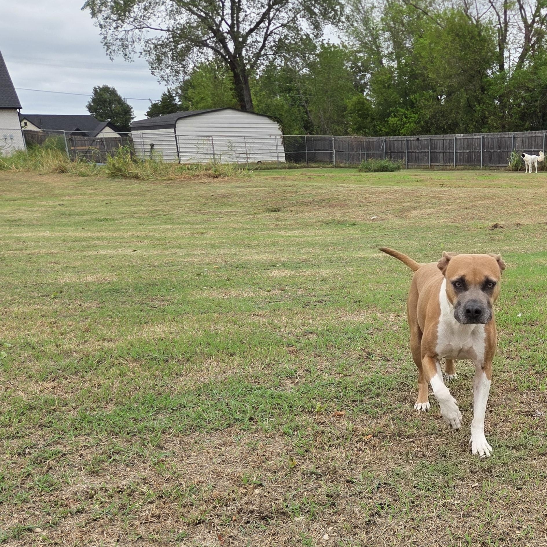 Enlarge Nova, a Adoptable mixed breed in Owasso, OK image 6/6