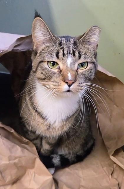 Enlarge Gizmo, a Adoptable Domestic Short Hair in South Bend, IN image 1/3