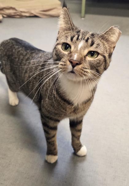 Enlarge Gizmo, a Adoptable Domestic Short Hair in South Bend, IN image 2/3