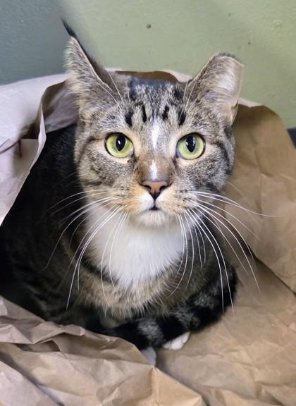 Enlarge Gizmo, a Adoptable Domestic Short Hair in South Bend, IN image 3/3