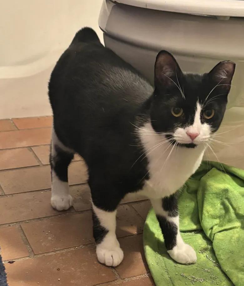 Alluka, Adoptable, Kitten Female Domestic Short Hair.