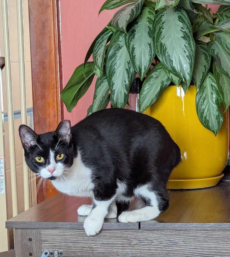 Alluka, Adoptable, Kitten Female Domestic Short Hair.