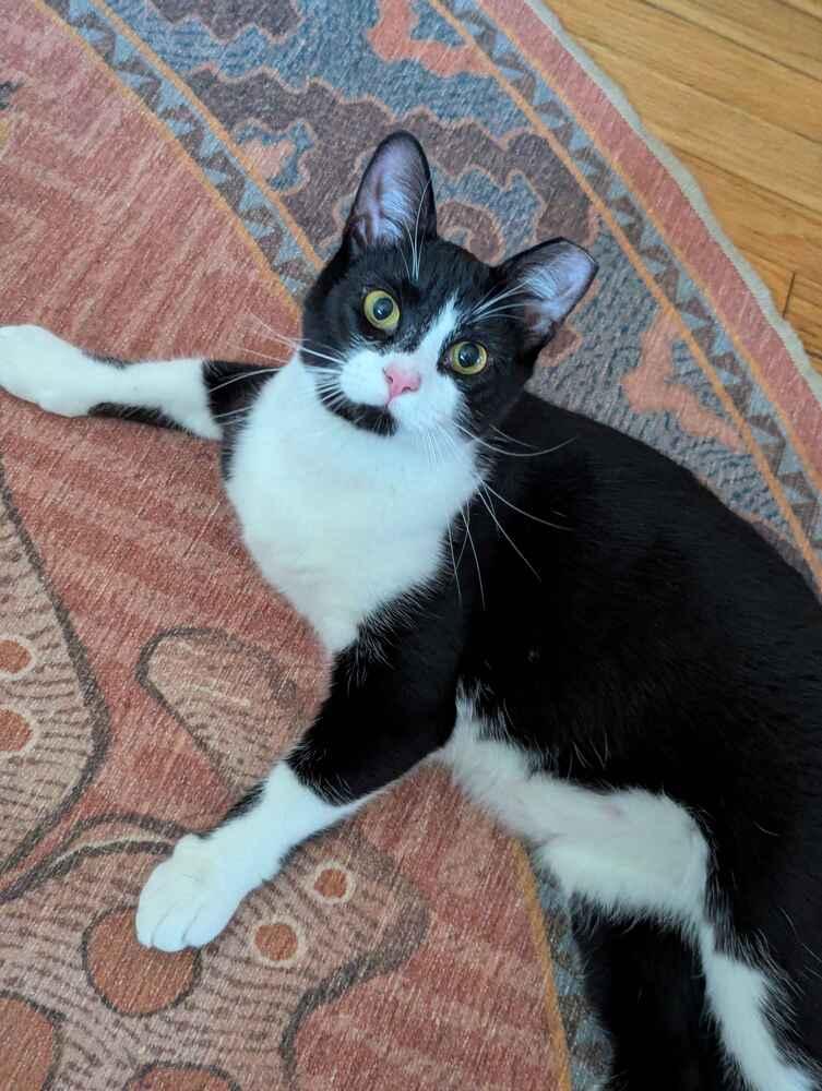 Alluka, a Adoptable mixed breed in Cohoes, NY image 2/6