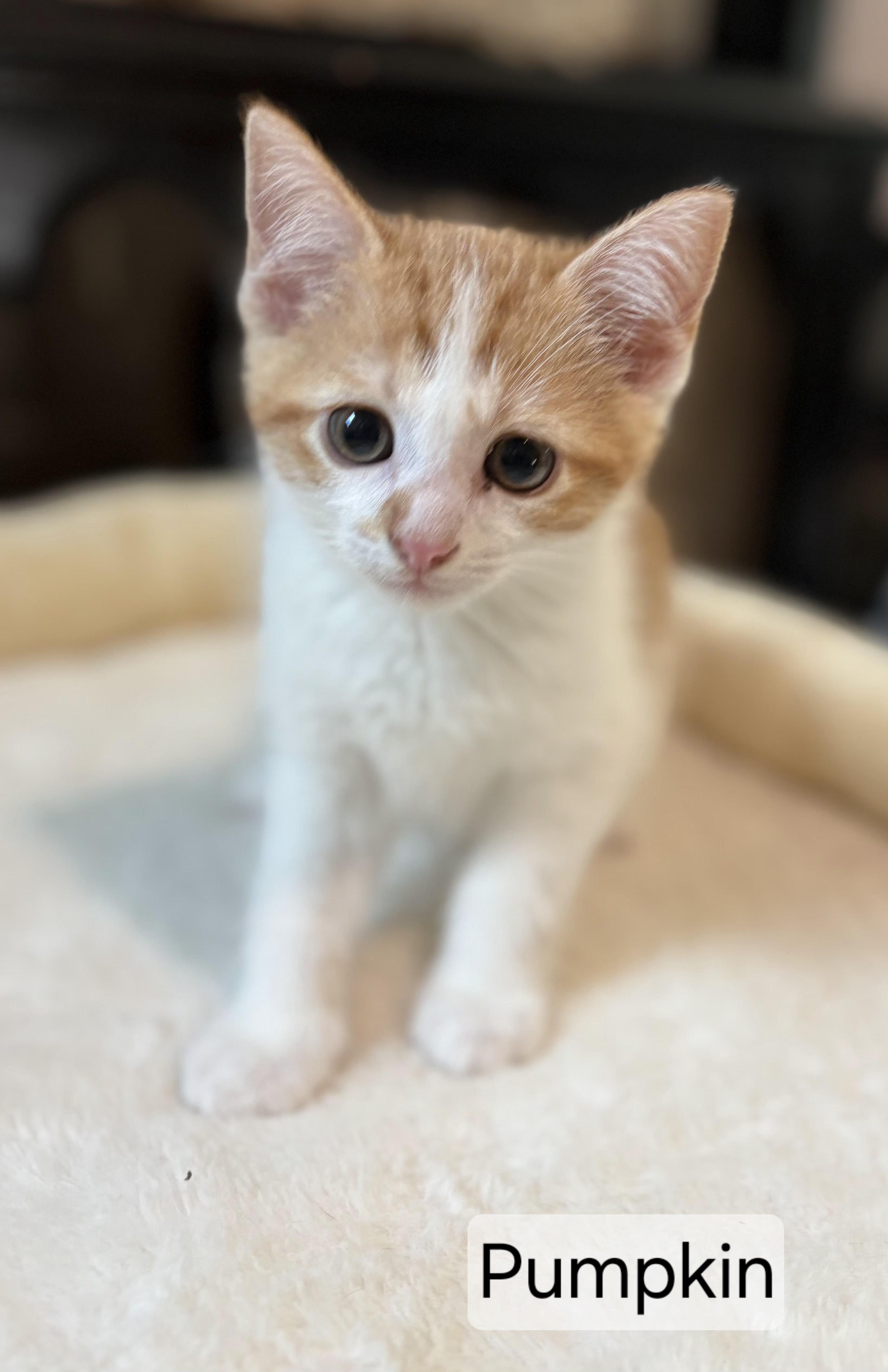 Pumpkin, adopted, Young Male Domestic Short Hair.
