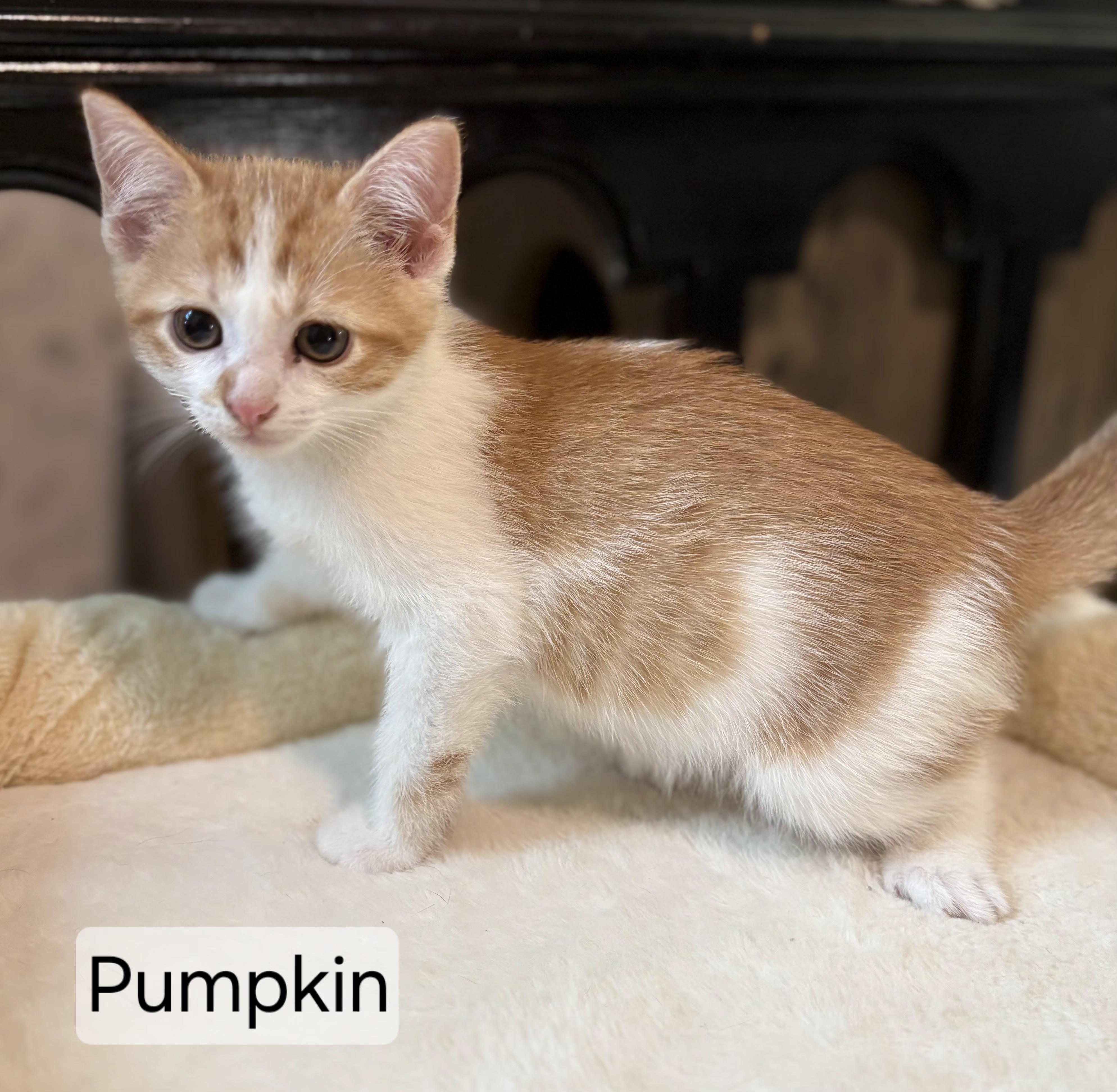 Enlarge Pumpkin, an adopted Domestic Short Hair in Aurora, NE image 2/2