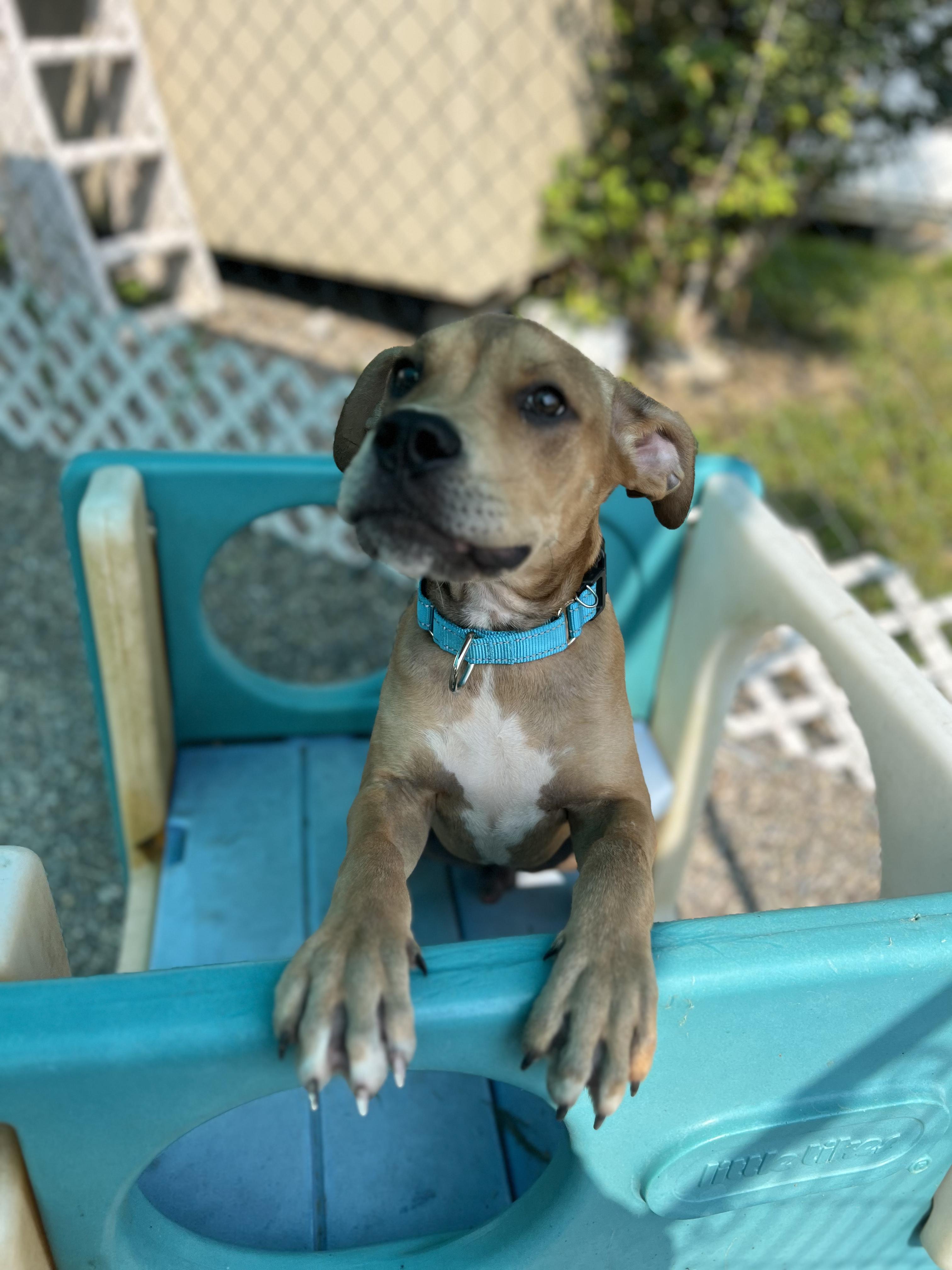 Enlarge Scrappy, a Adopted Mixed Breed in Elmira, NY image 2/2