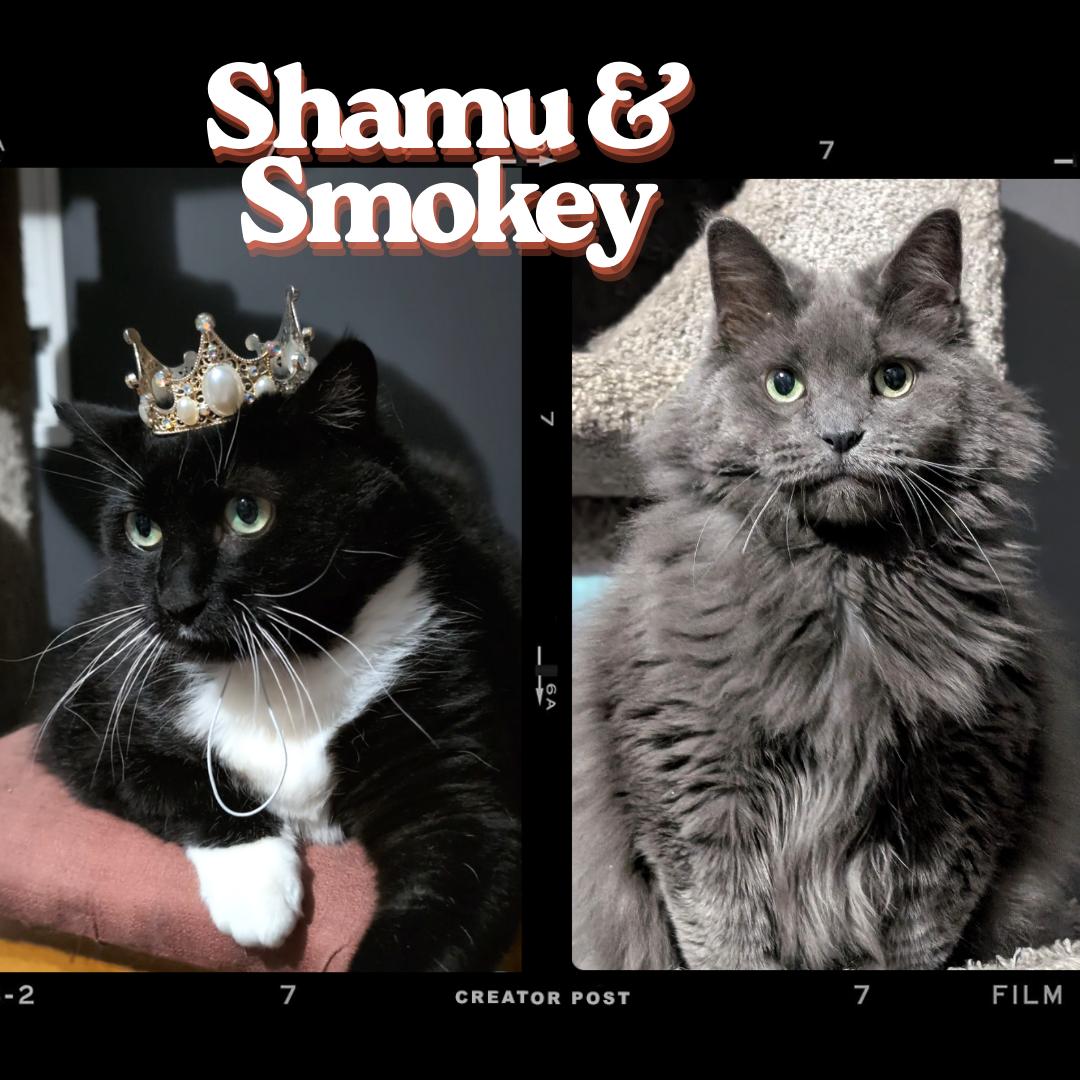 Shamu & Smokey, an adoptable Domestic Long Hair in Calgary, AB, T2E 3Z7 | Photo Image 1