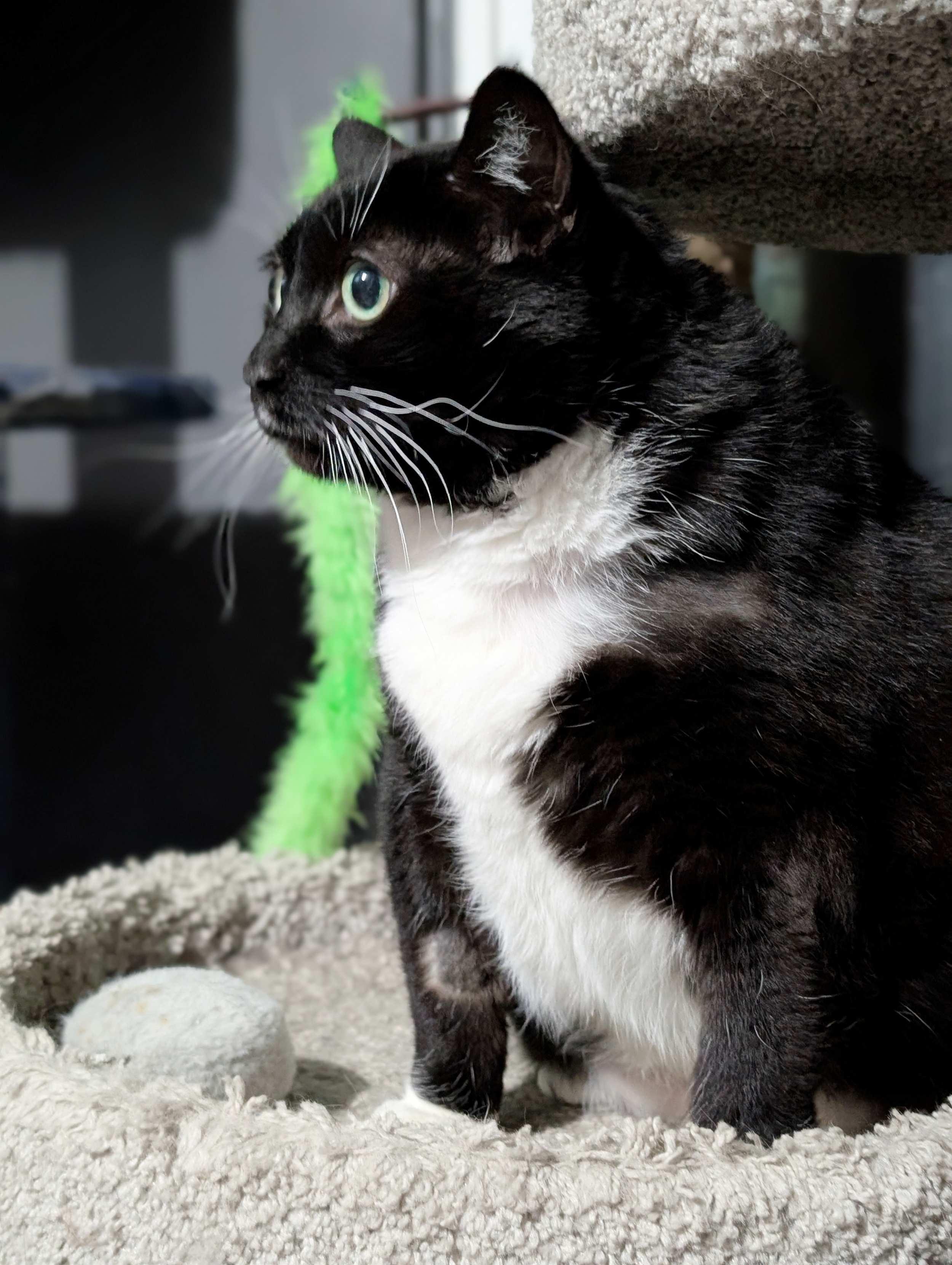 Shamu, a Adoptable Domestic Long Hair in Calgary, AB image 2/3