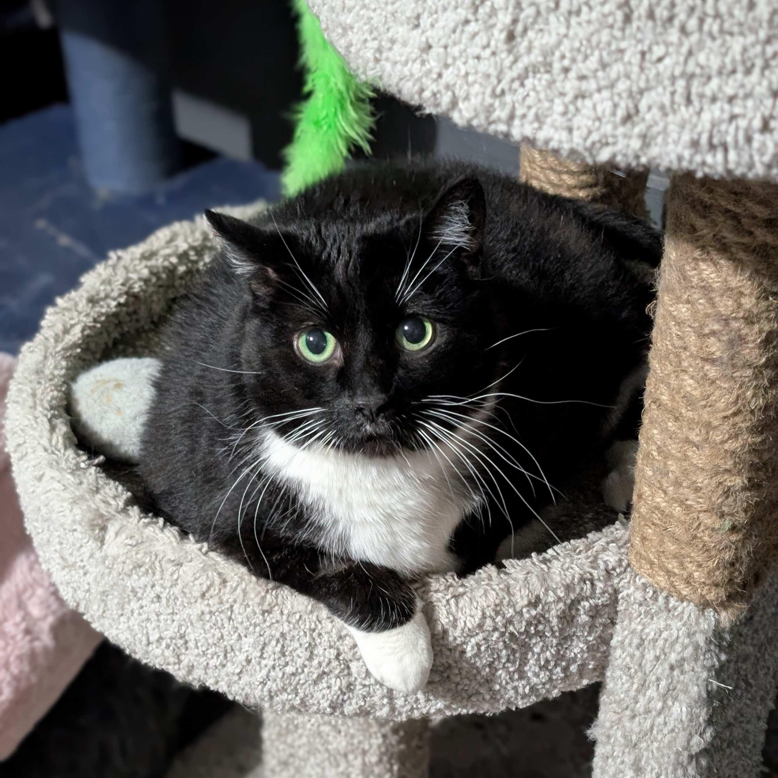 Shamu, a Adoptable Domestic Long Hair in Calgary, AB image 1/3