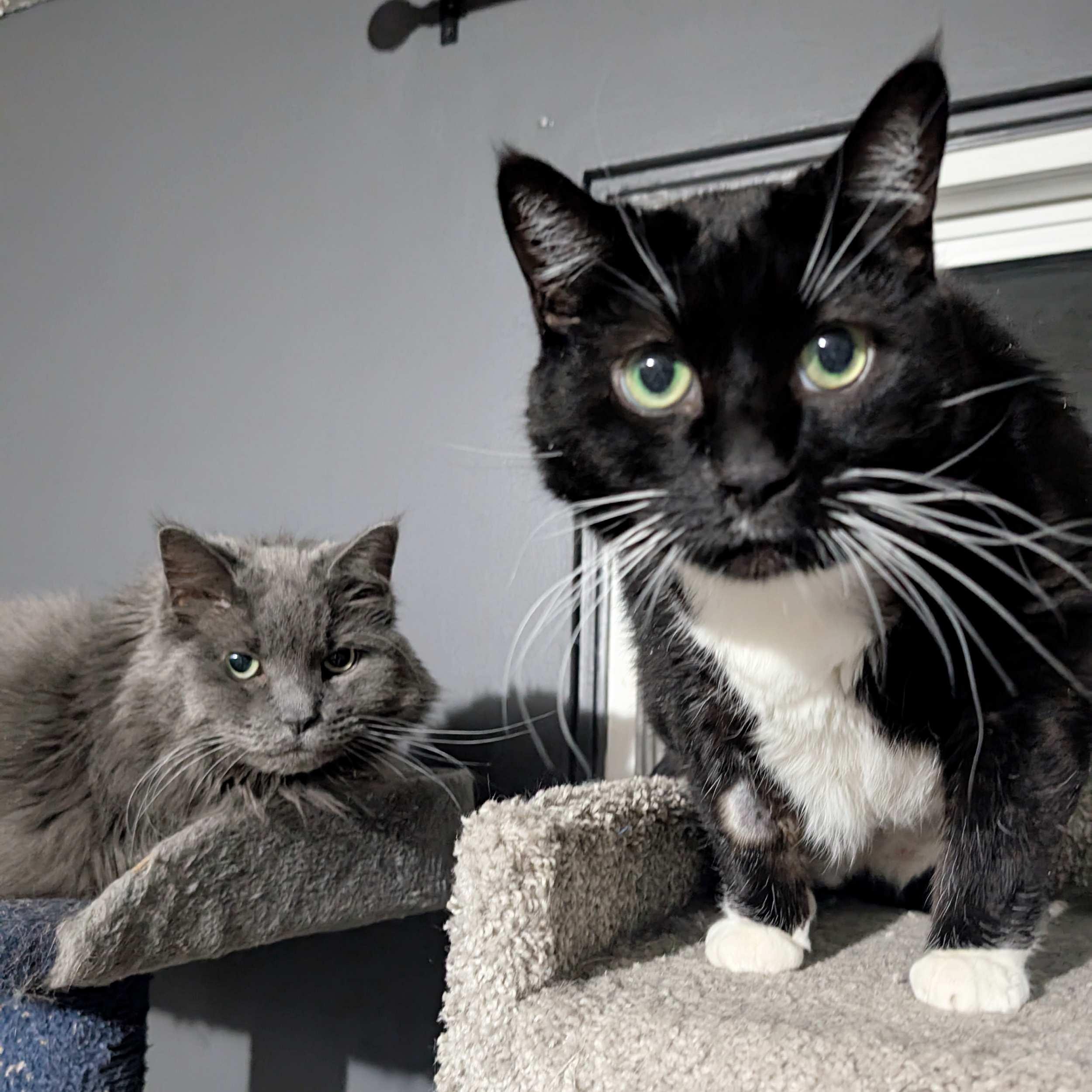 Shamu & Smokey, an adoptable Domestic Long Hair in Calgary, AB, T2E 3Z7 | Photo Image 1