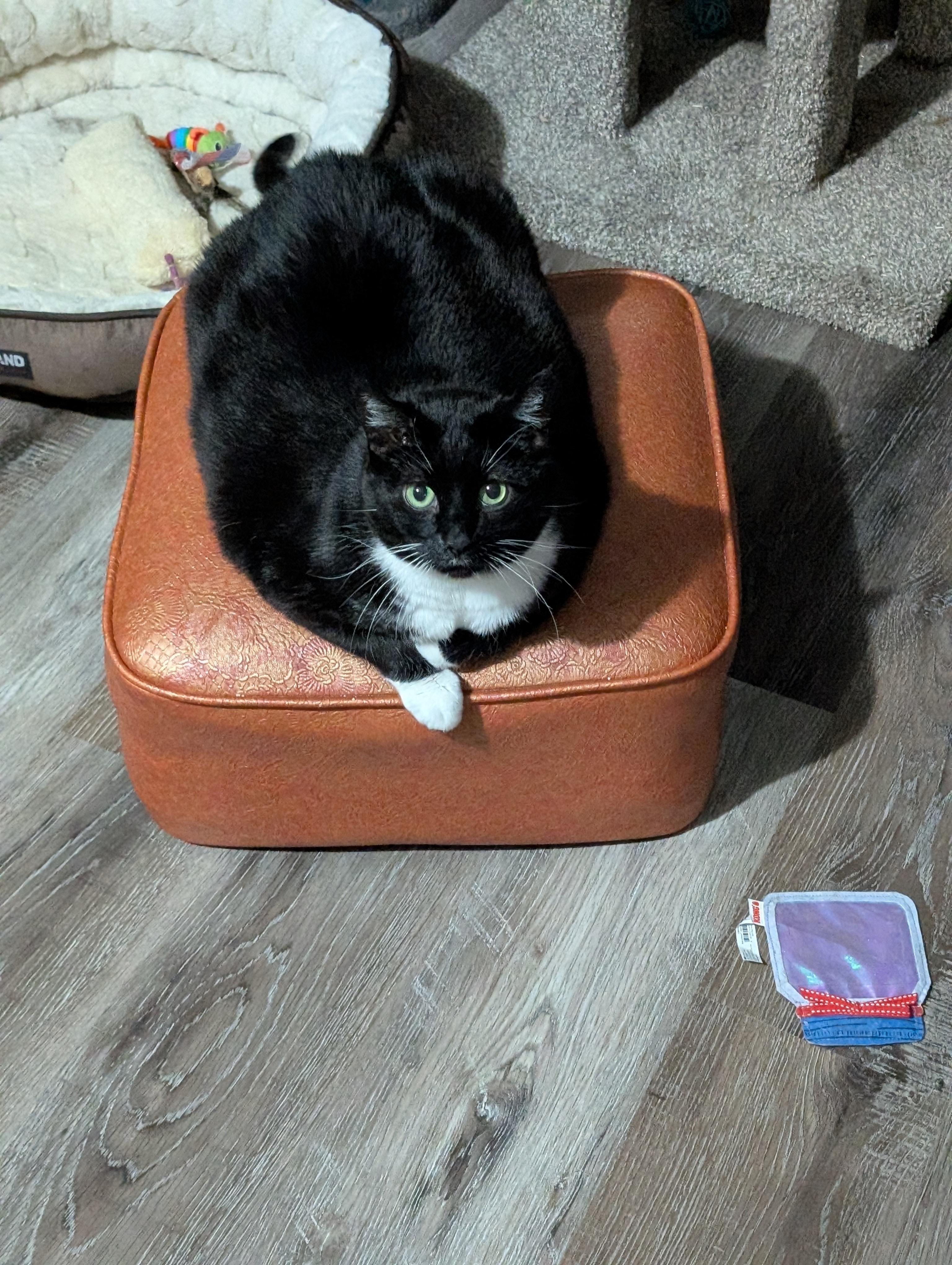 Shamu, a Adoptable Domestic Long Hair in Calgary, AB image 5/5