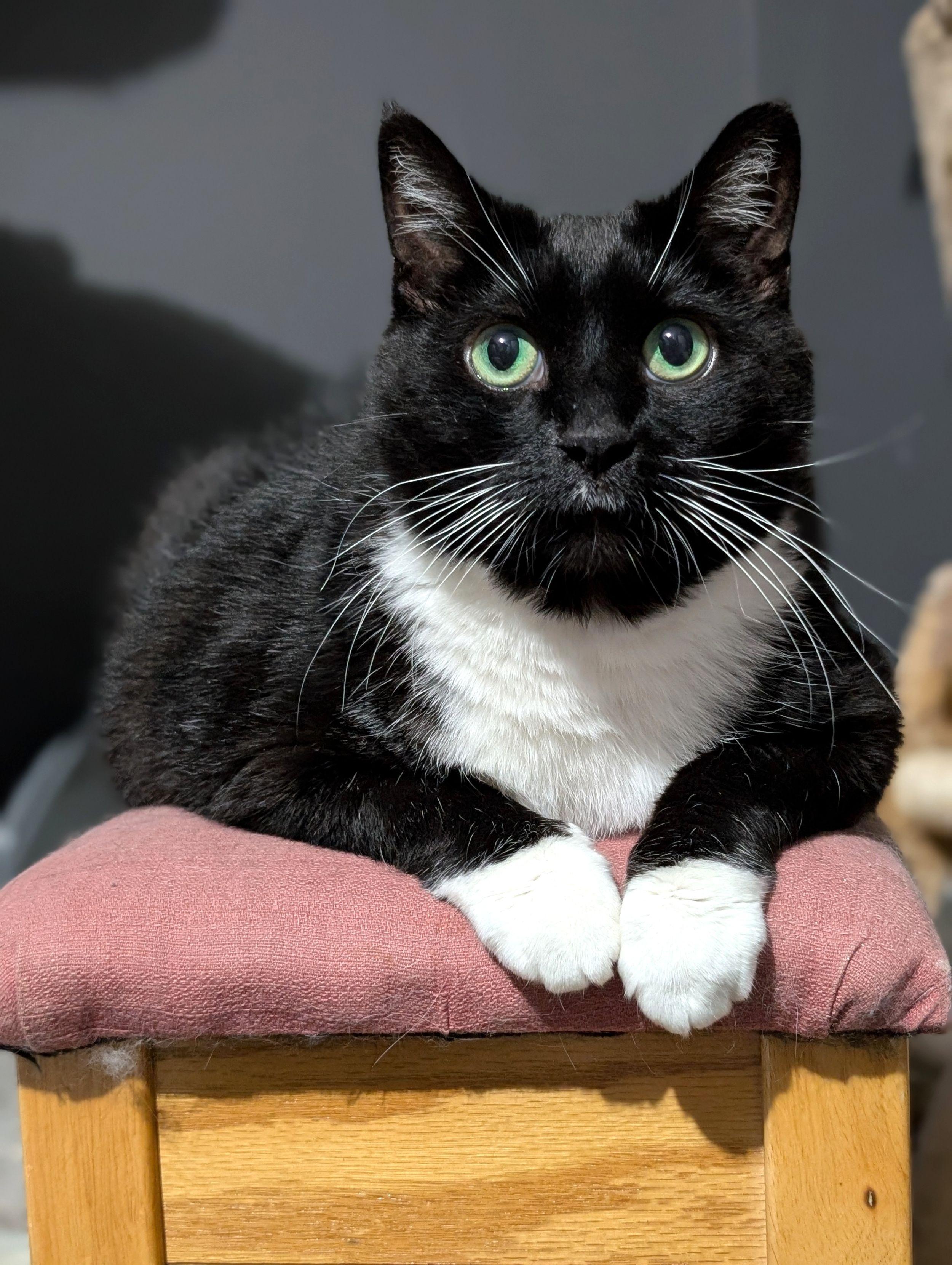 Shamu, a Adoptable Domestic Long Hair in Calgary, AB image 3/3