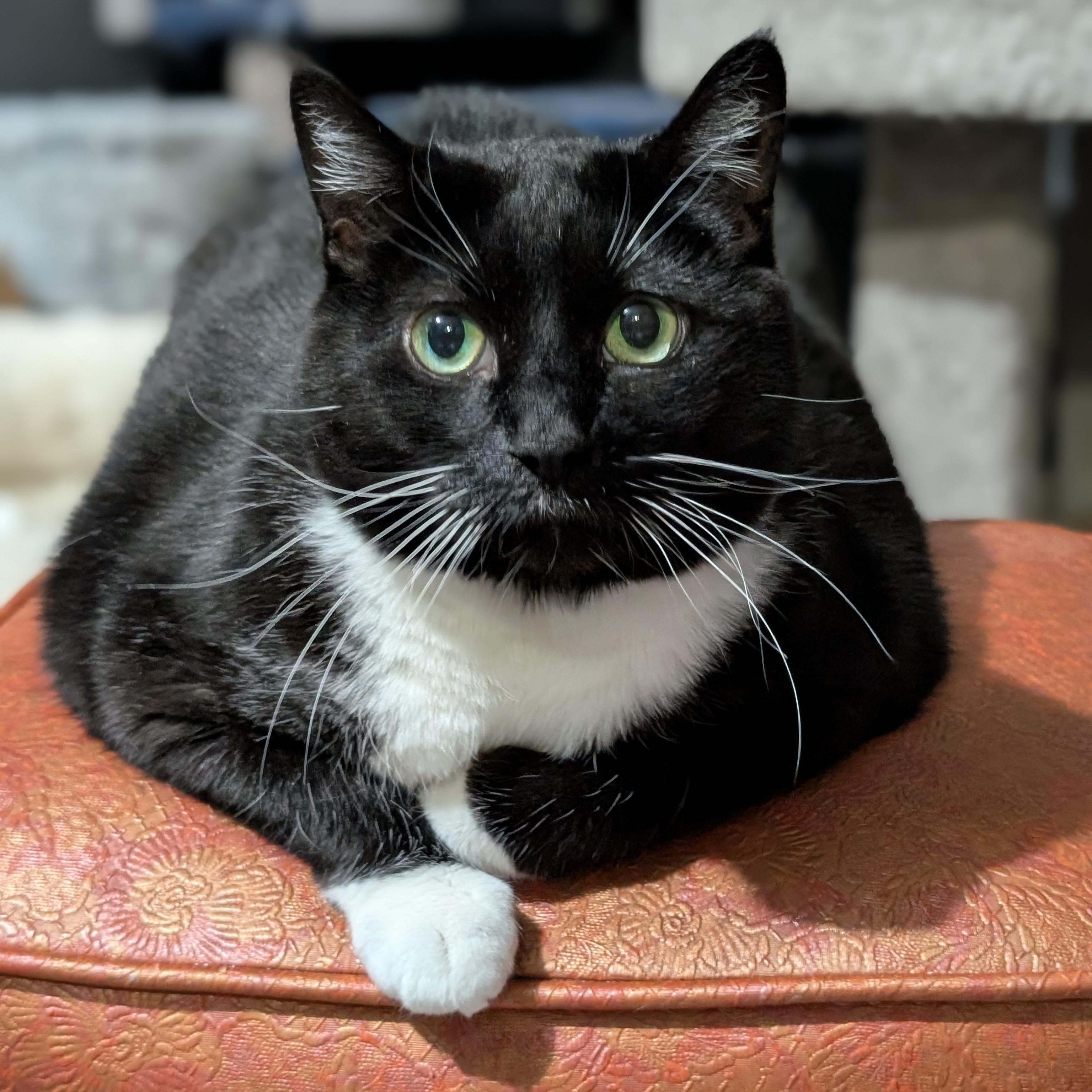 Shamu, a Adoptable Domestic Long Hair in Calgary, AB image 1/5